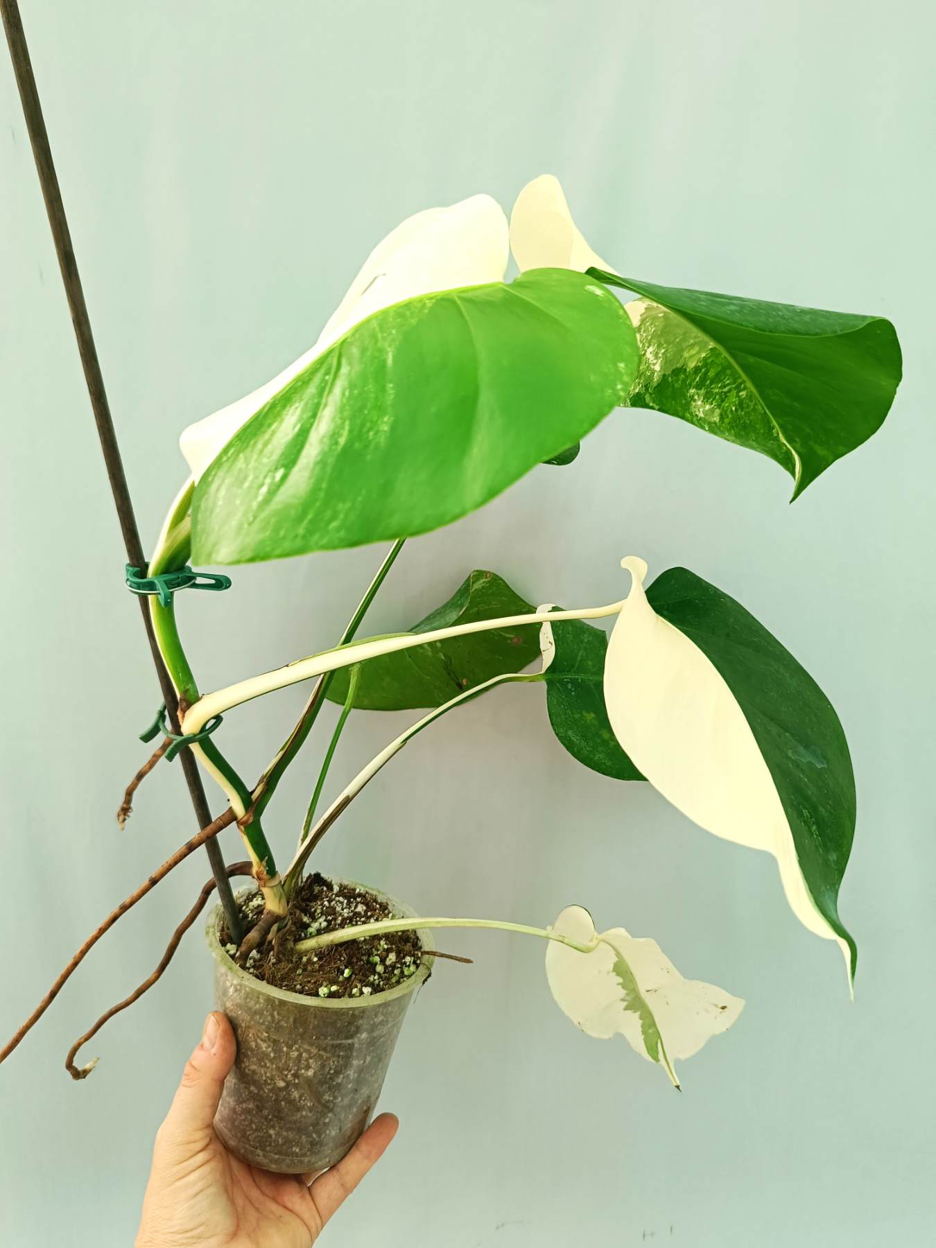 philodendron monstera albo Monstera albo variegata HALFMOON