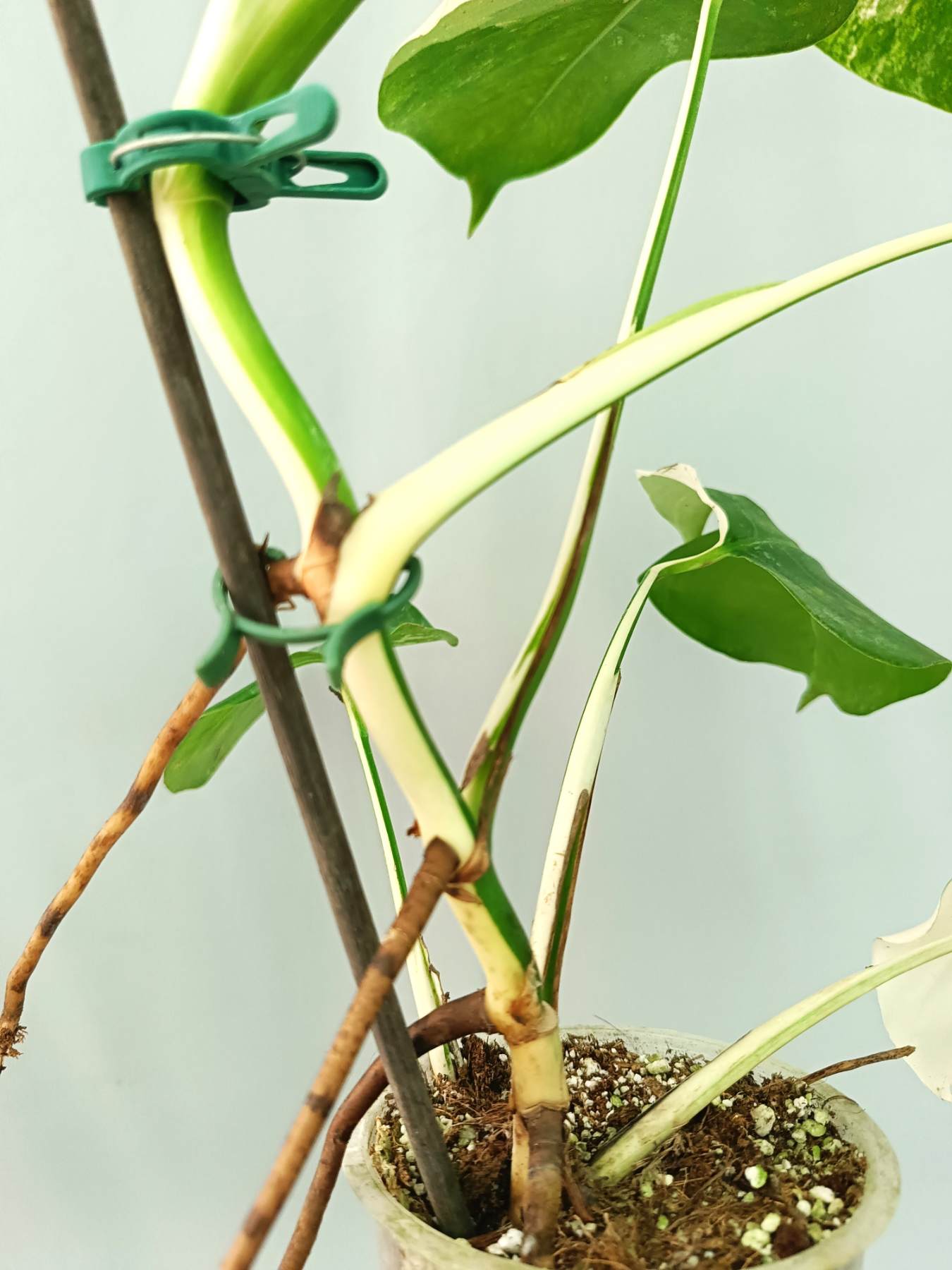 half moon variegated monstera Monstera albo variegata HALFMOON