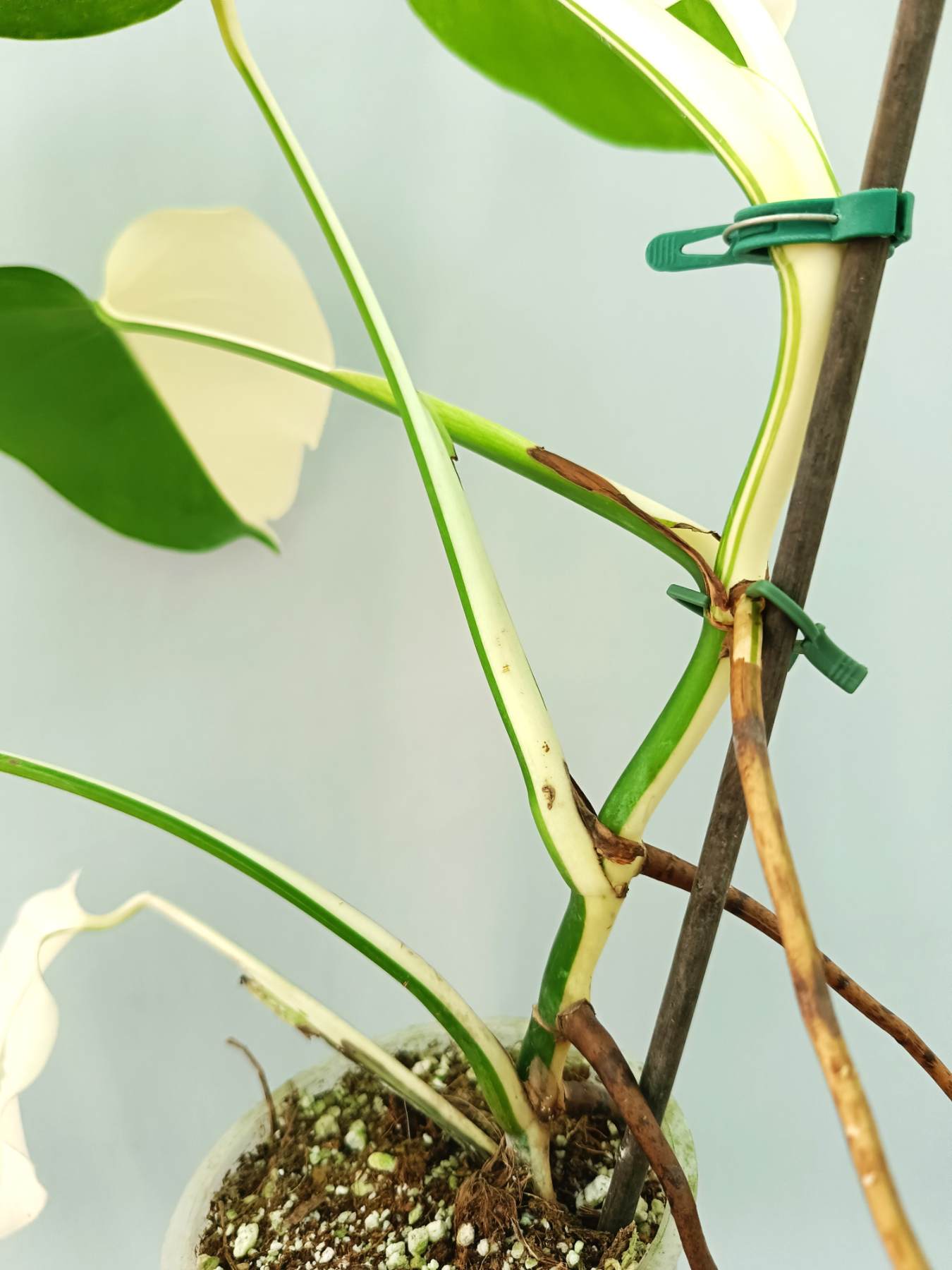 Monstera albo variegata HALFMOON