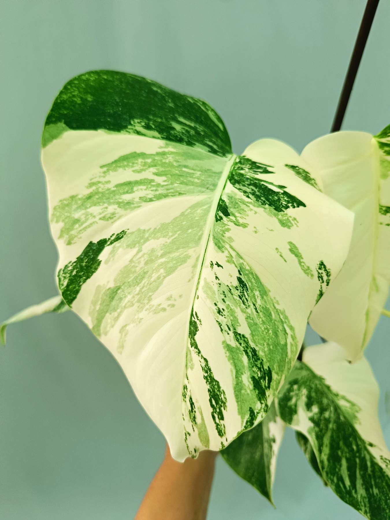 Monstera albo variegata EXTRA WHITE