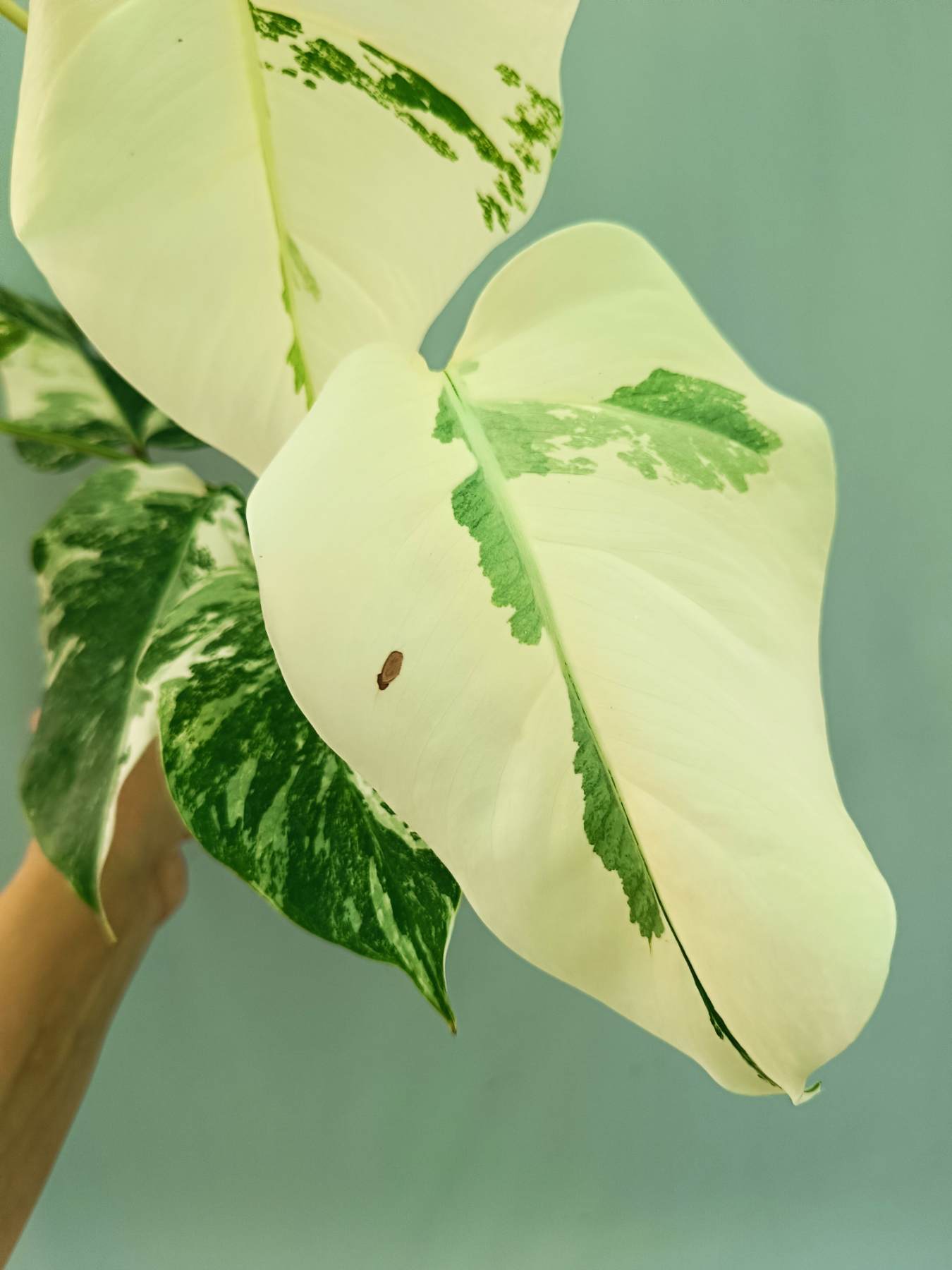 Monstera albo variegata EXTRA WHITE