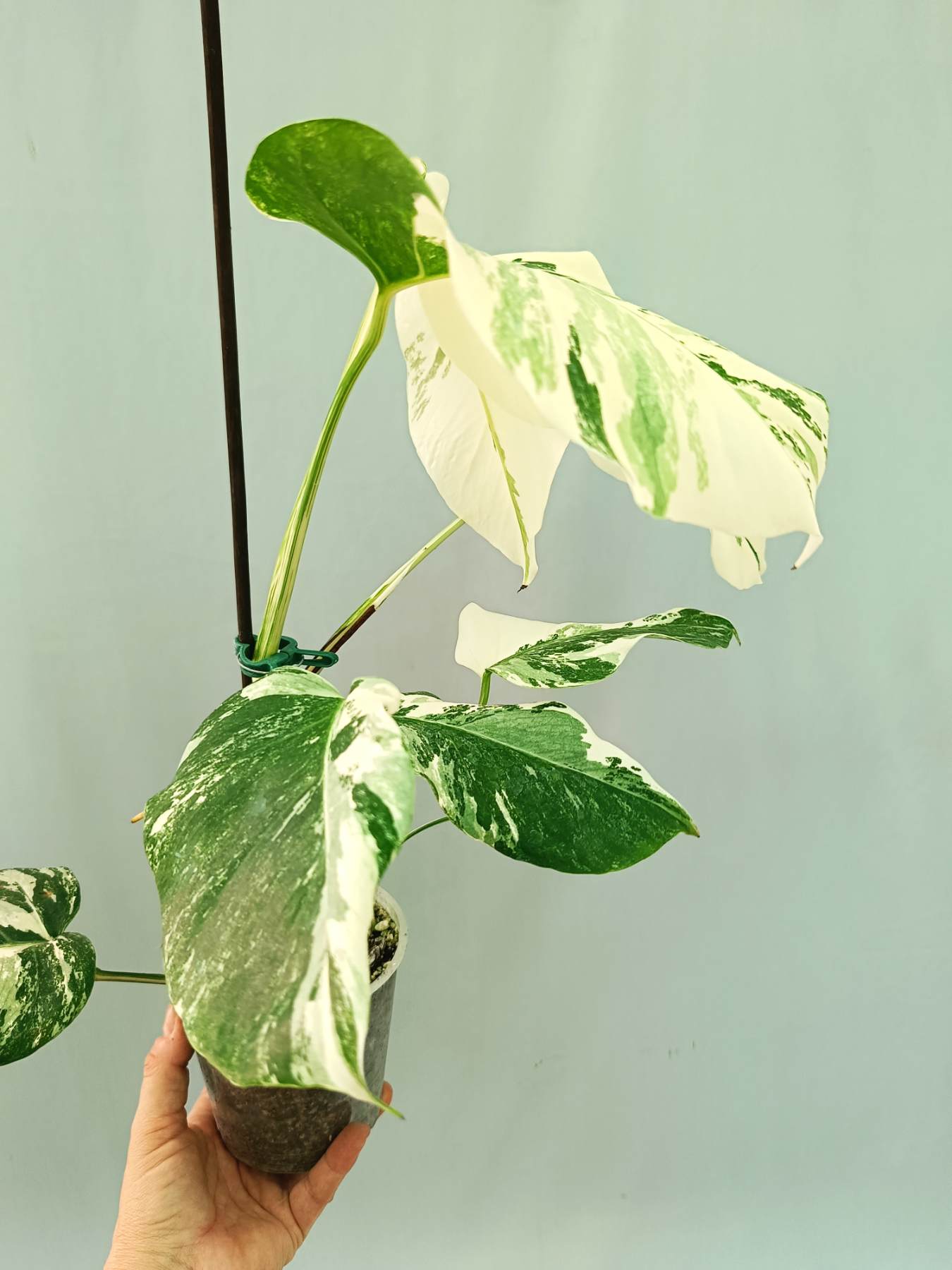 Monstera albo variegata EXTRA WHITE