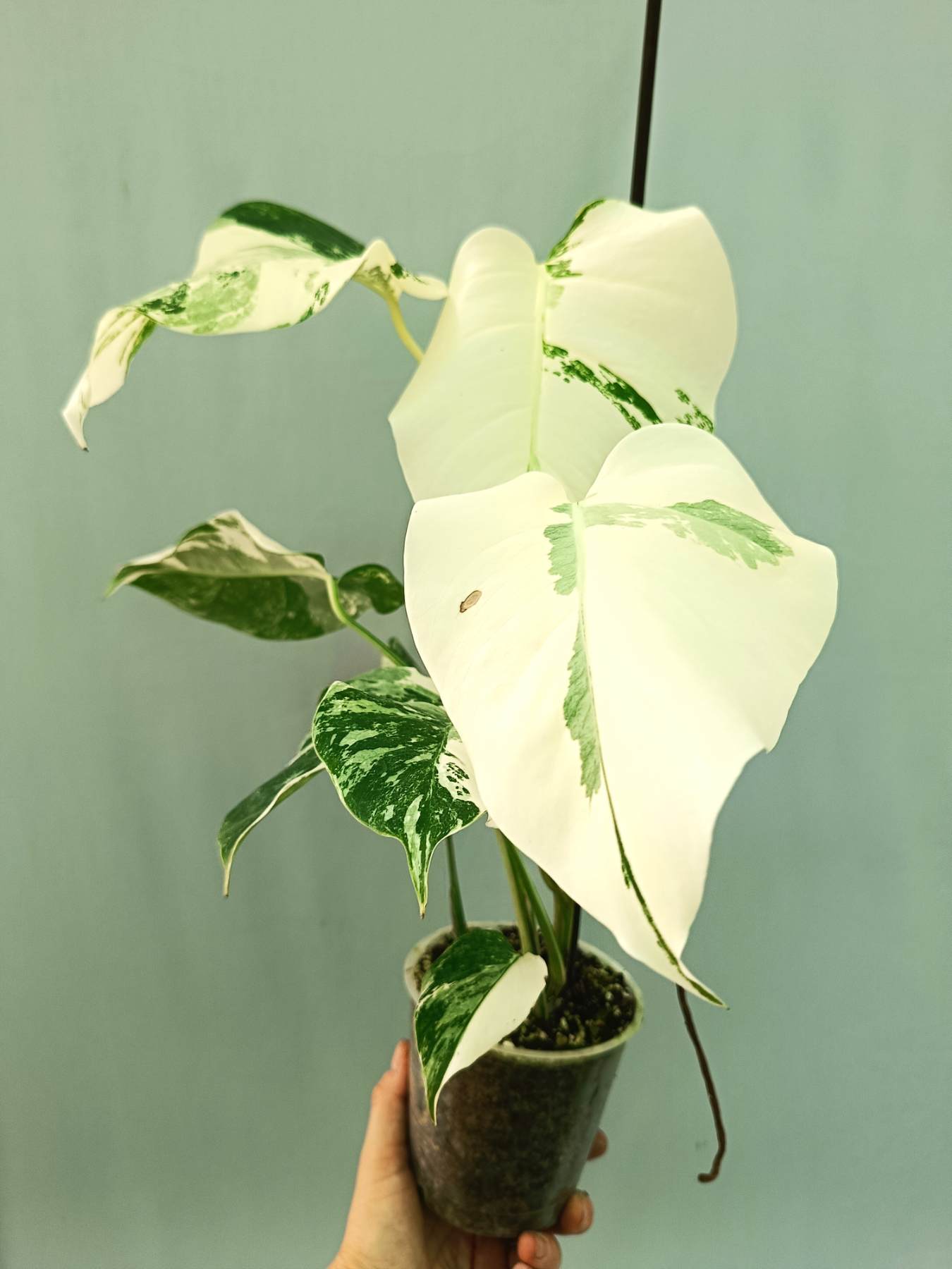 Monstera albo variegata EXTRA WHITE