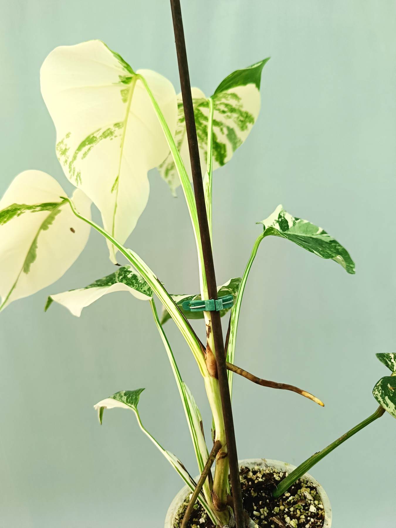 white albo monstera Monstera albo variegata EXTRA WHITE
