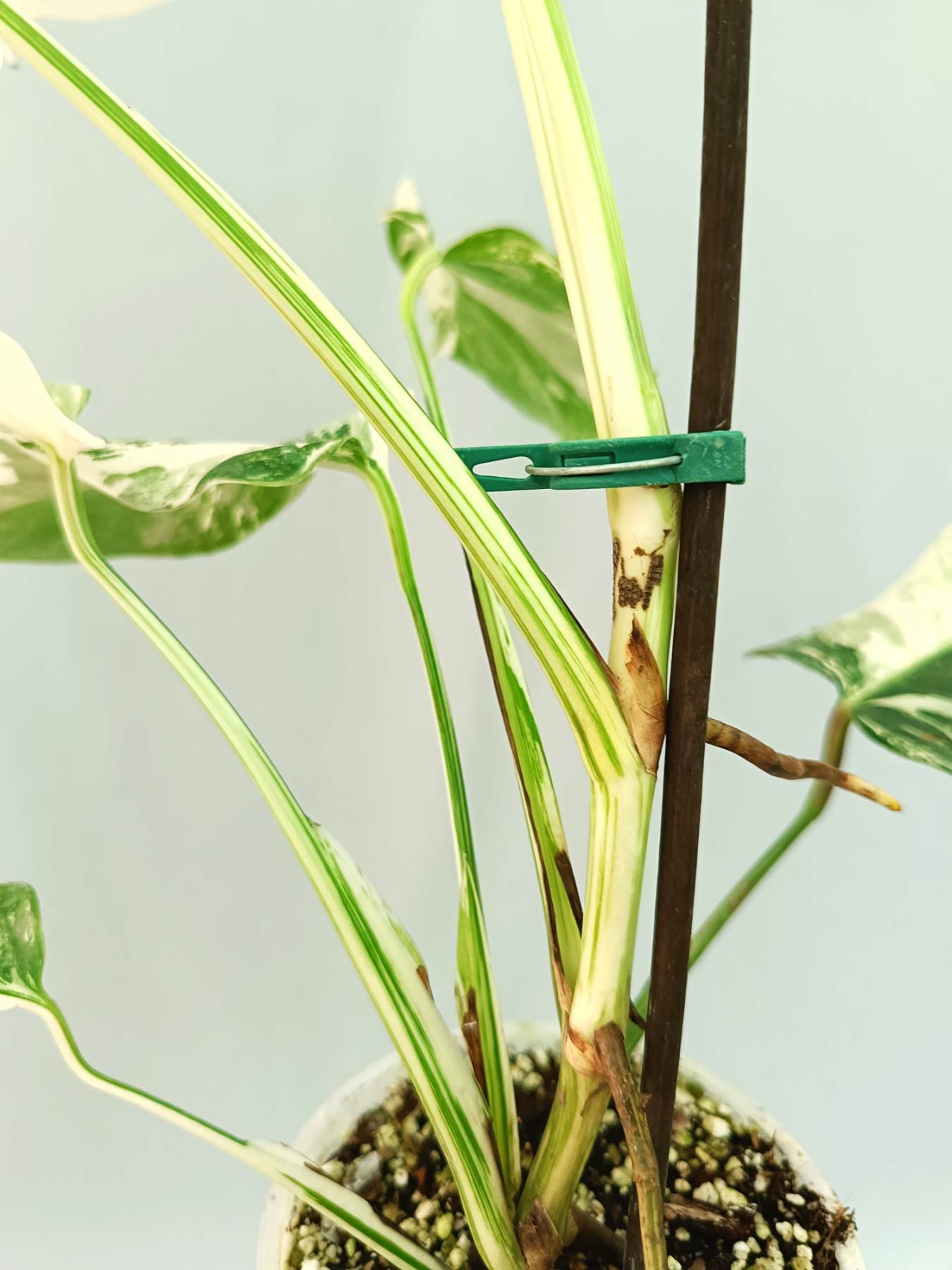 Monstera albo variegata EXTRA WHITE