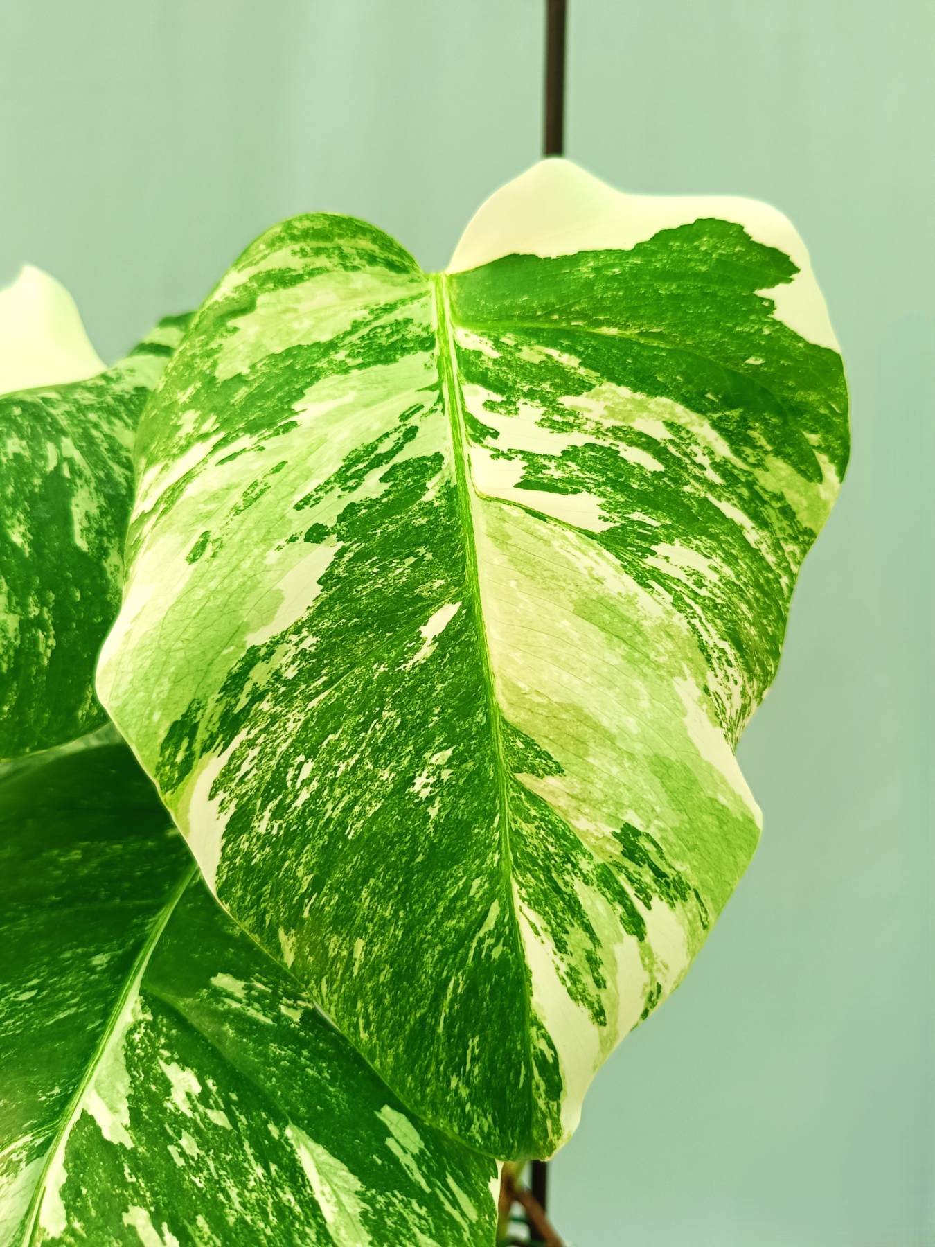 Monstera albo variegata EXTRA WHITE