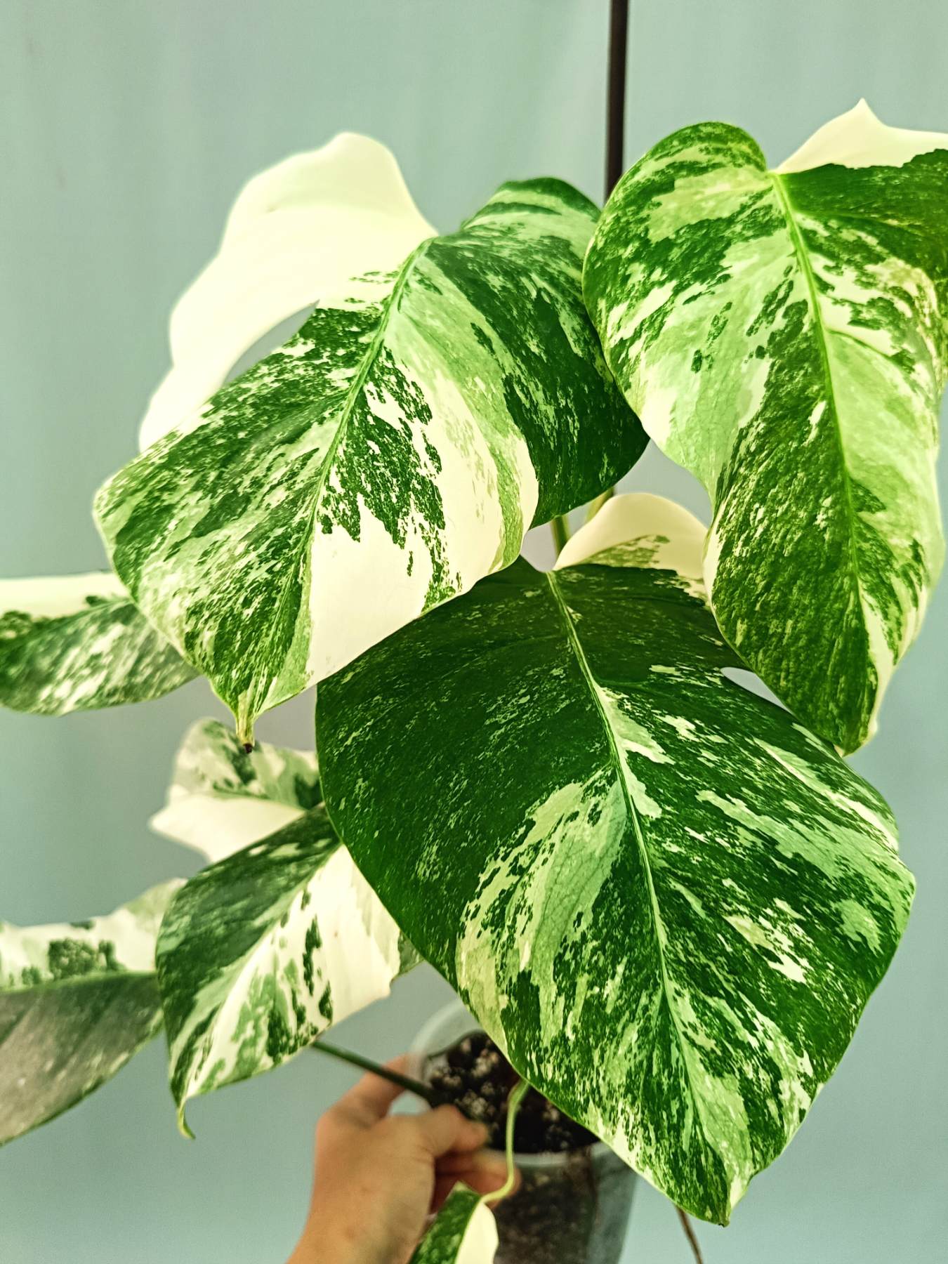 Monstera albo variegata EXTRA WHITE