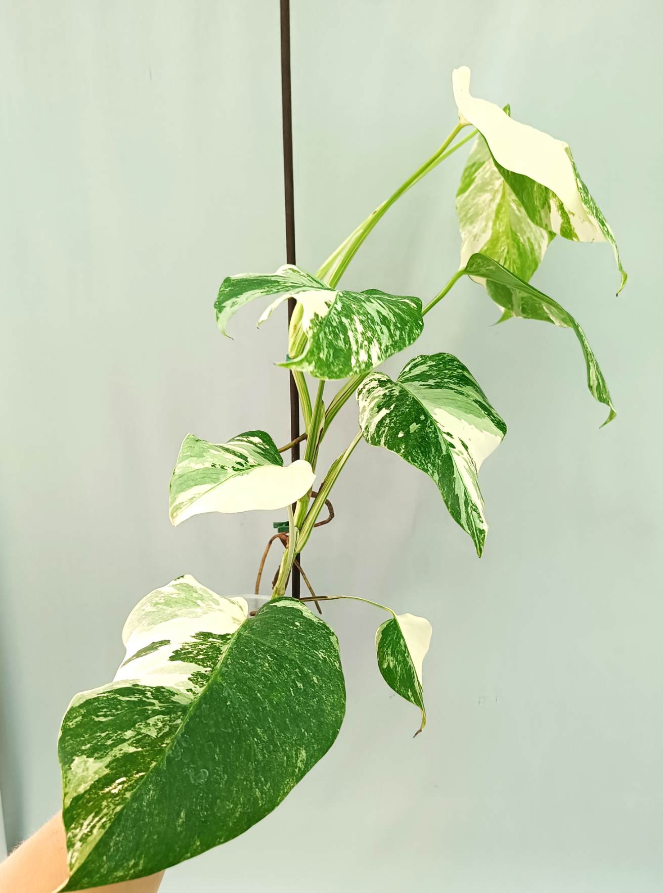 Monstera albo variegata EXTRA WHITE