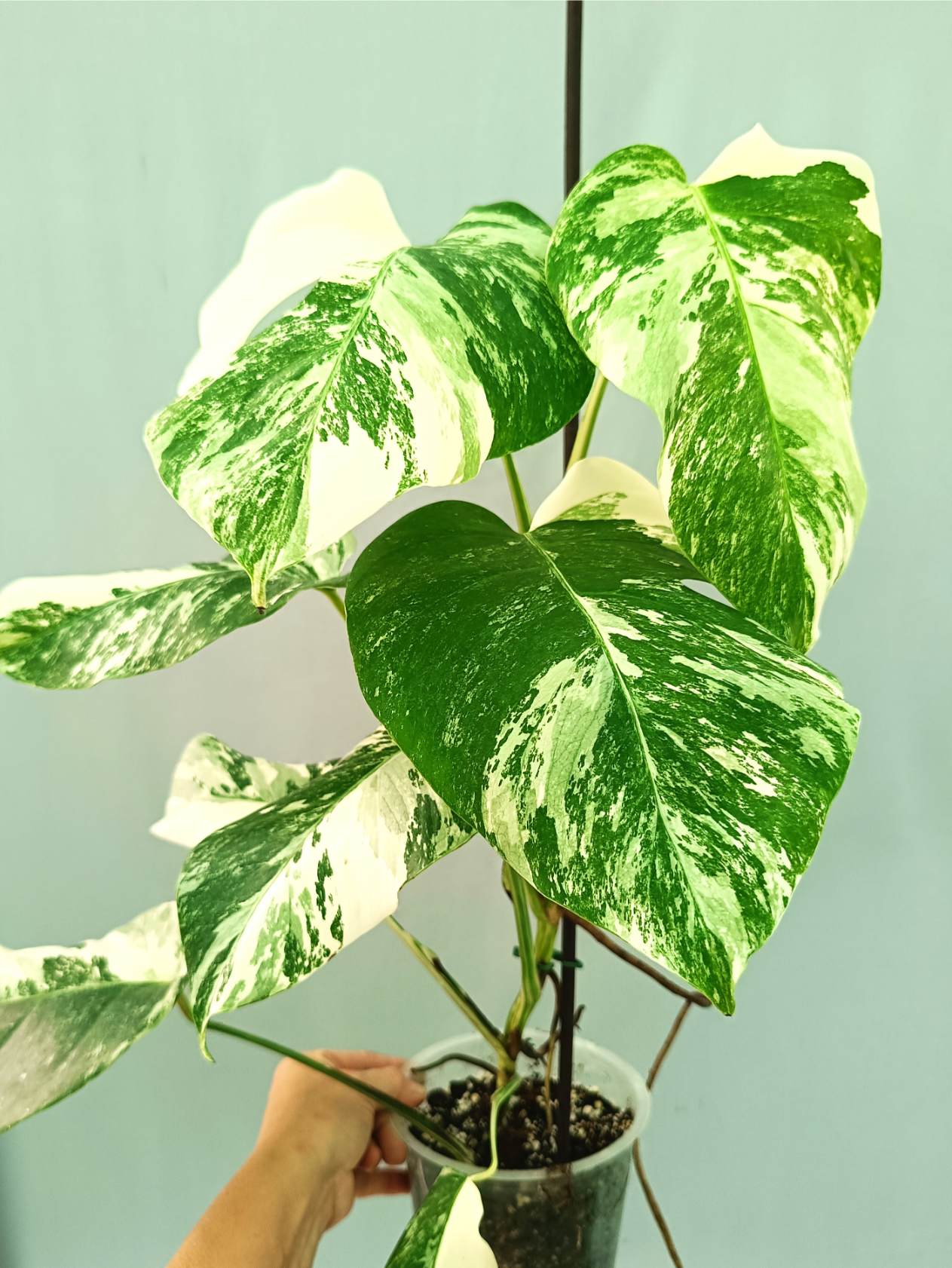 Monstera albo variegata EXTRA WHITE