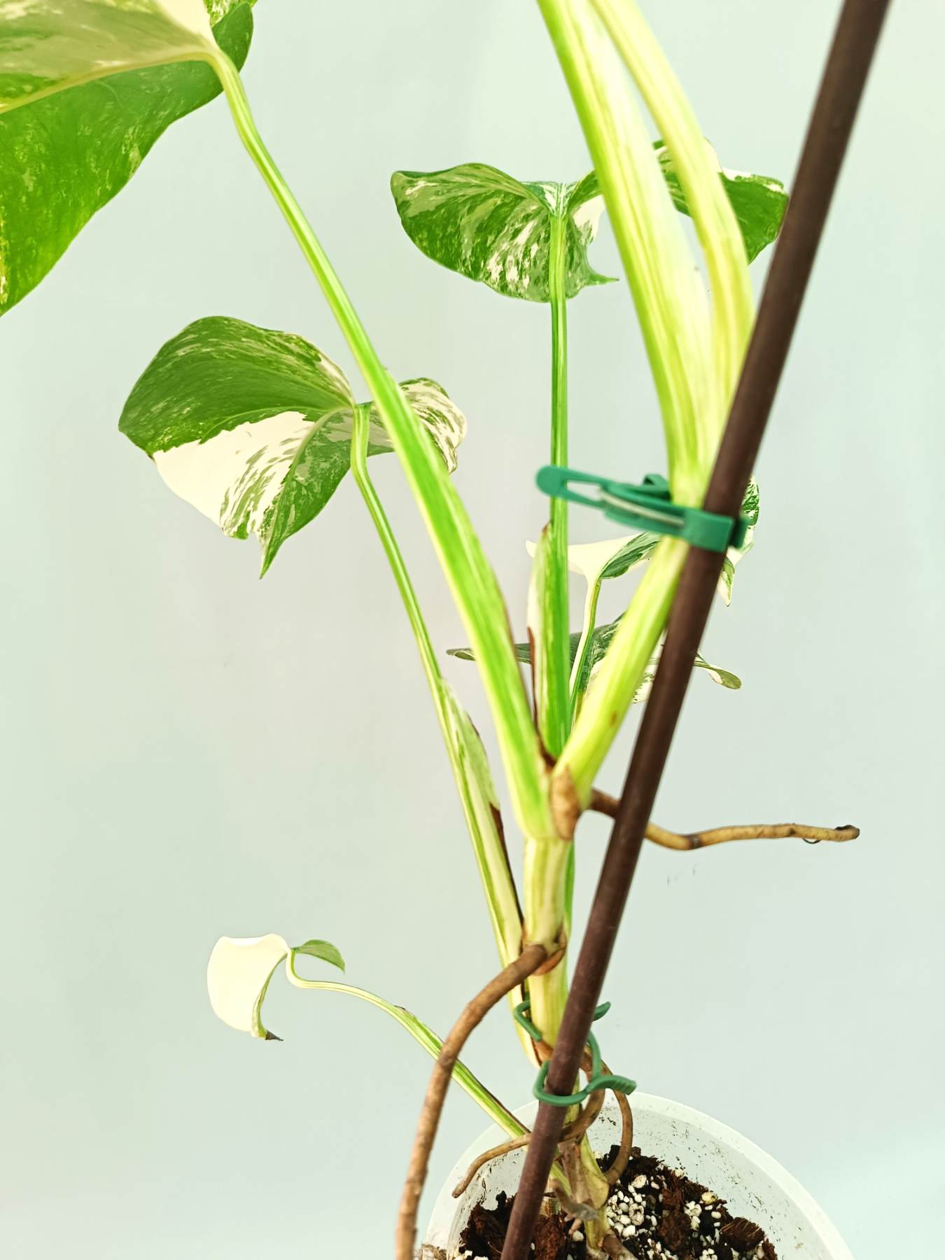 Monstera albo variegata EXTRA WHITE