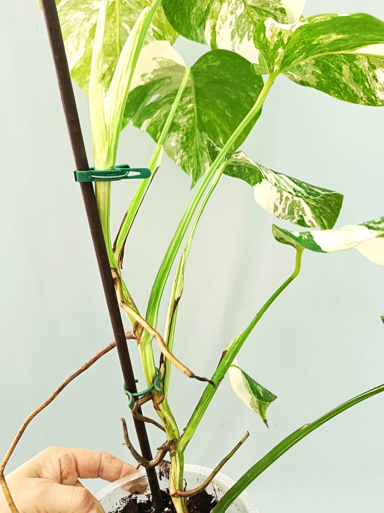 Monstera albo variegata EXTRA WHITE