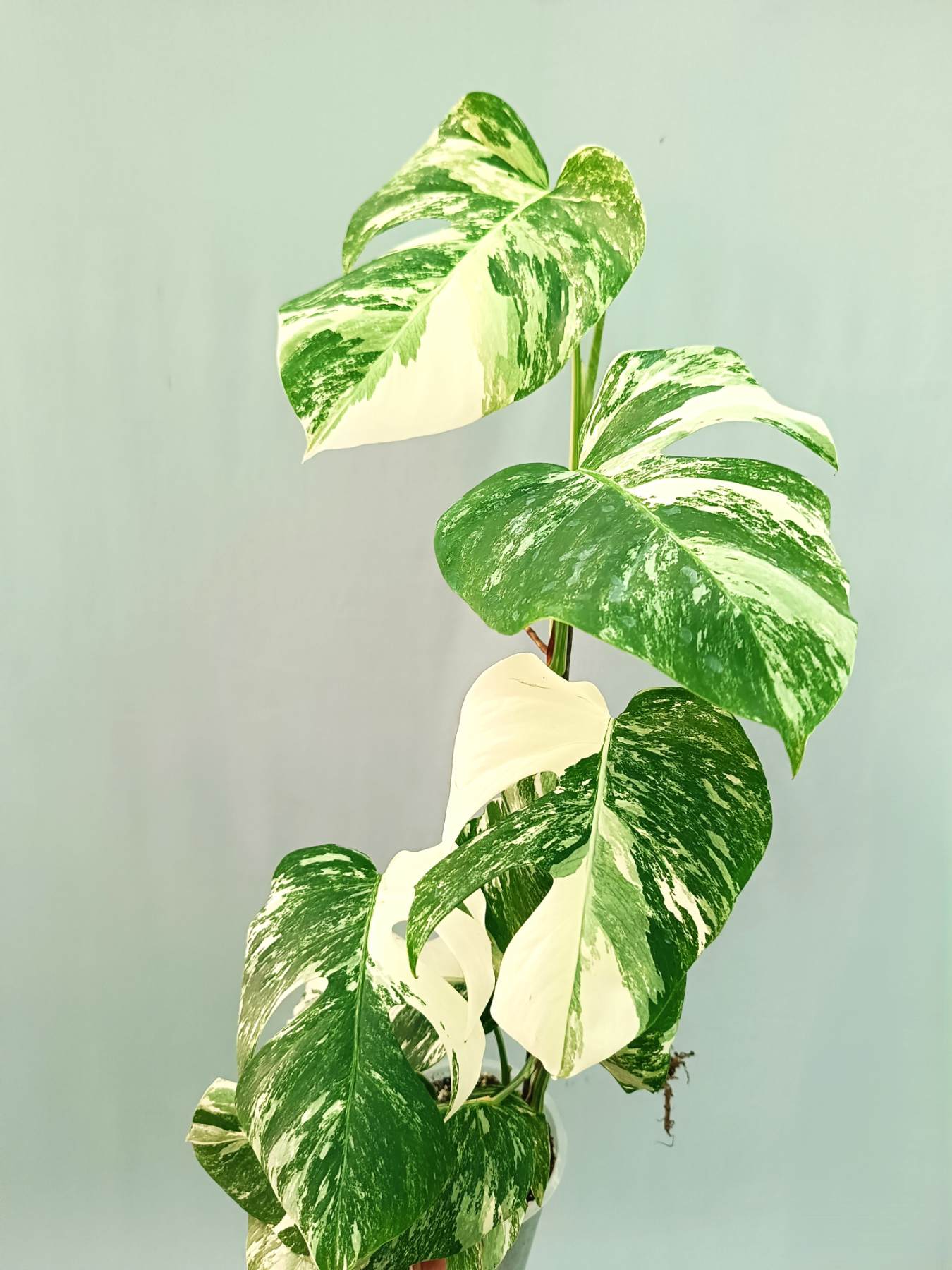 Monstera albo variegata EXTRA WHITE