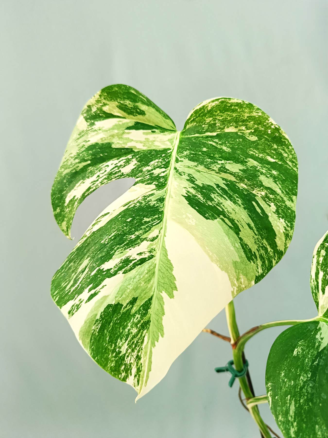 Monstera albo variegata EXTRA WHITE