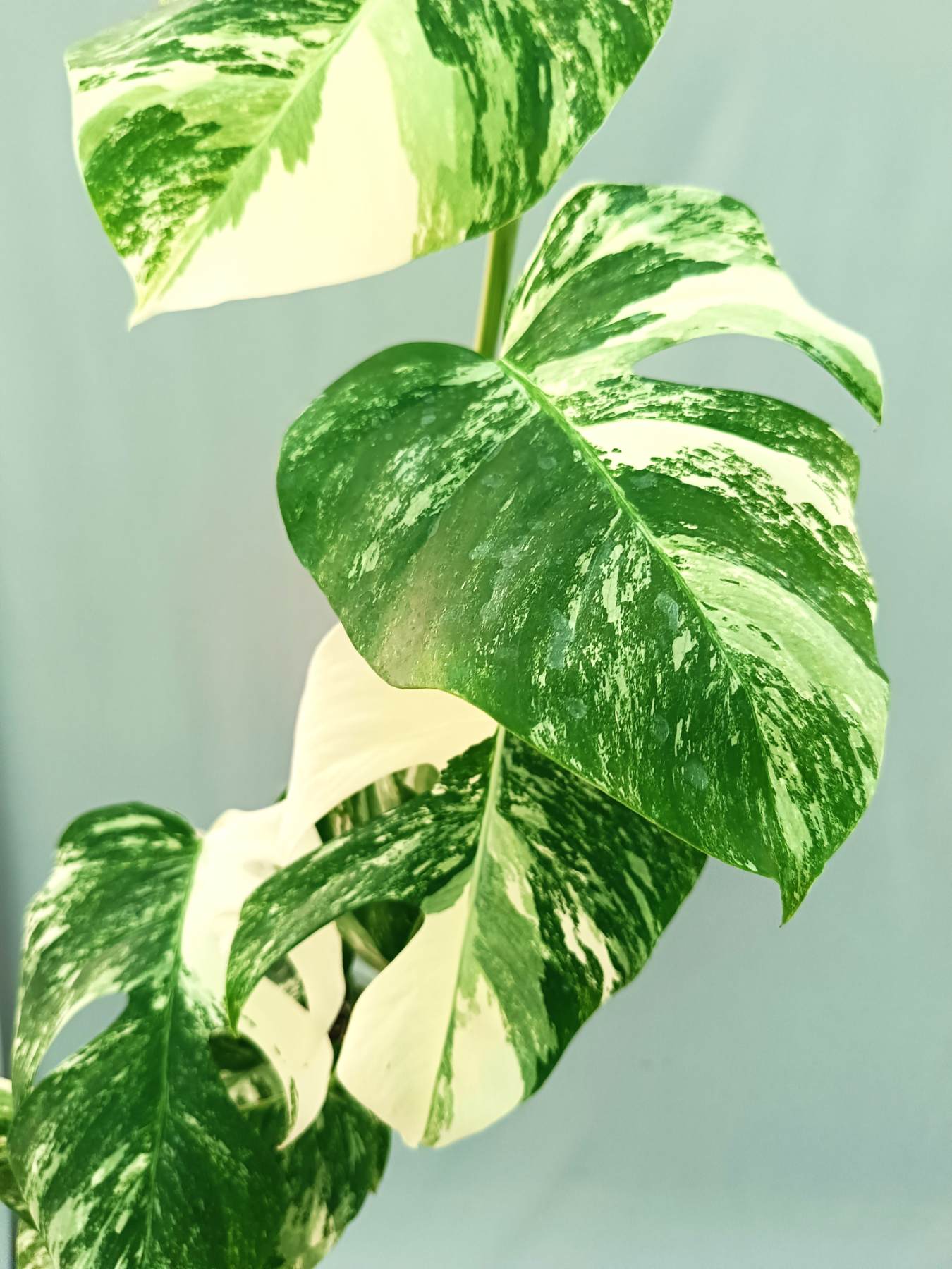 Monstera albo variegata EXTRA WHITE