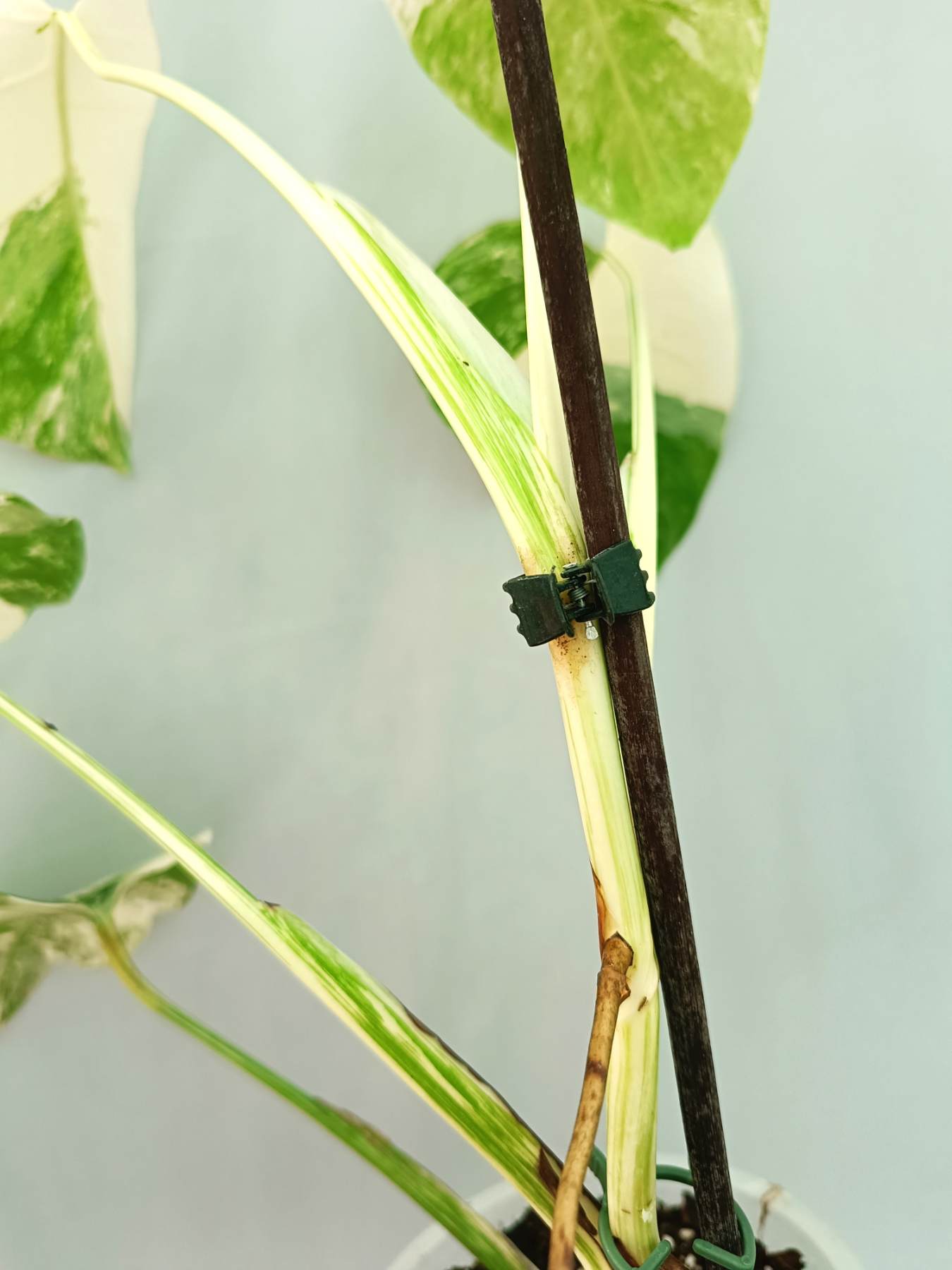 Monstera albo variegata EXTRA WHITE