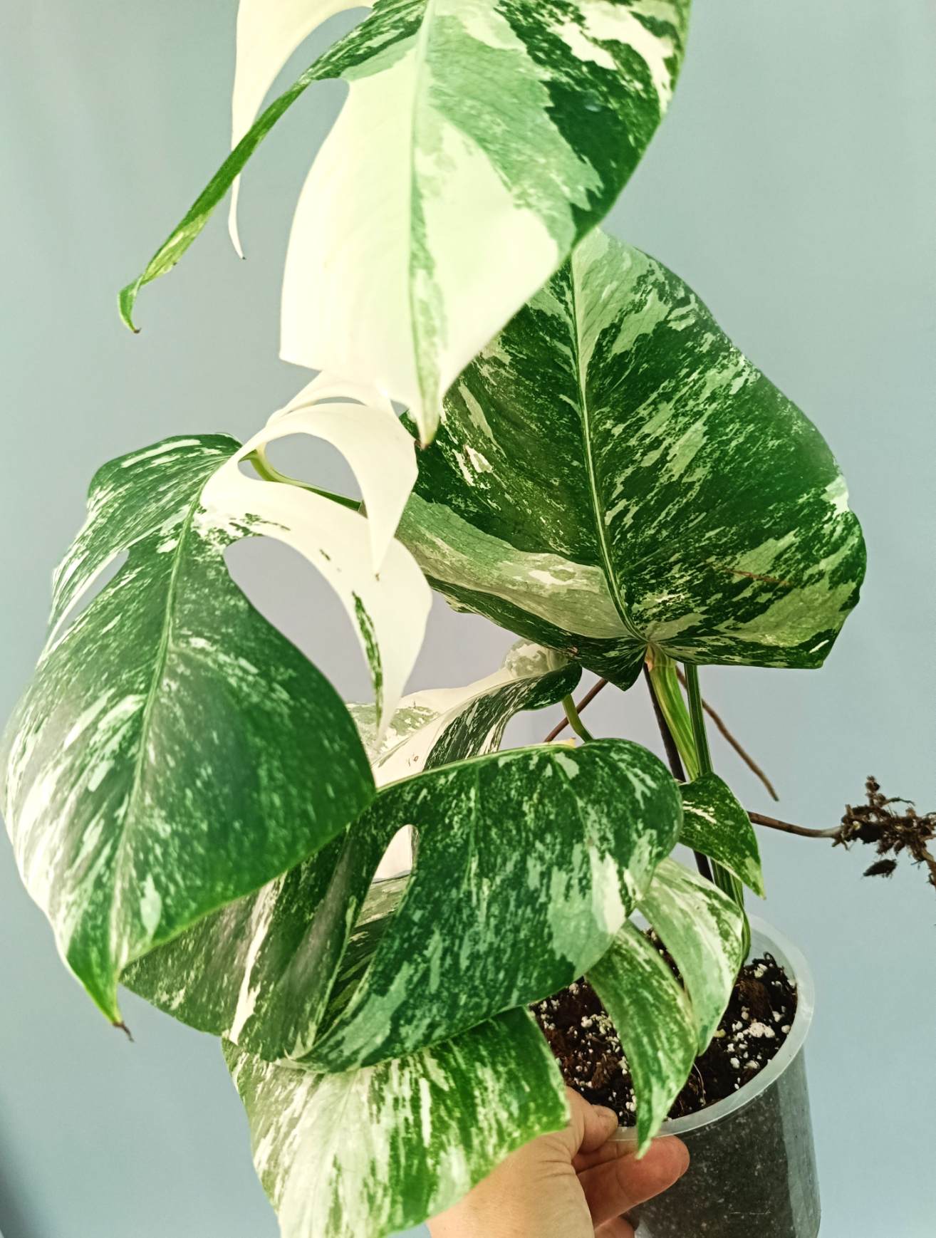 Monstera albo variegata EXTRA WHITE