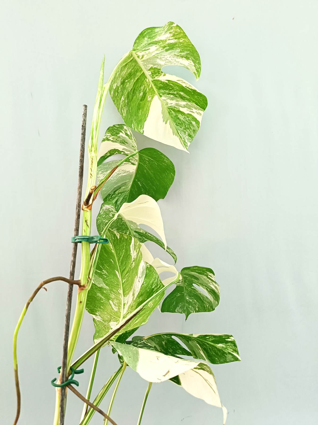 Monstera albo variegata EXTRA WHITE