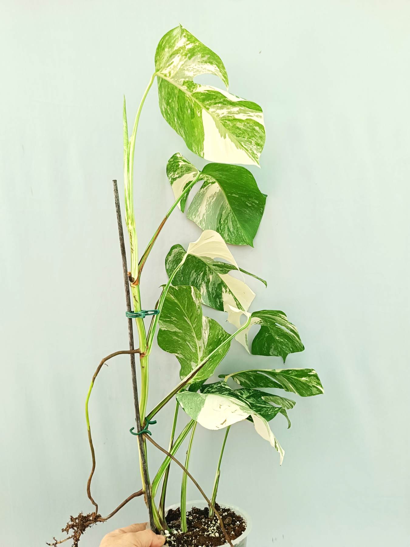 Monstera albo variegata EXTRA WHITE