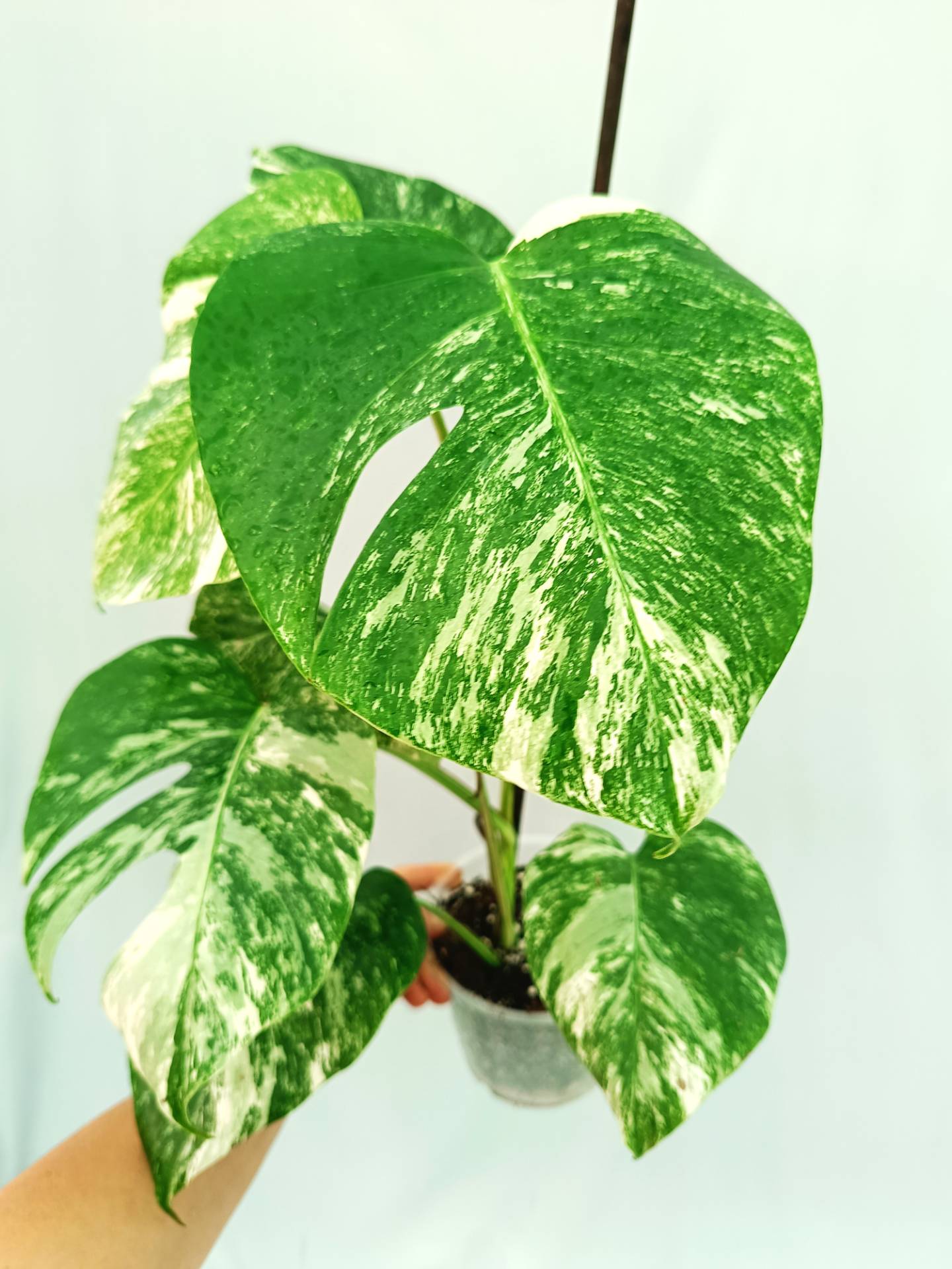 Monstera albo variegata