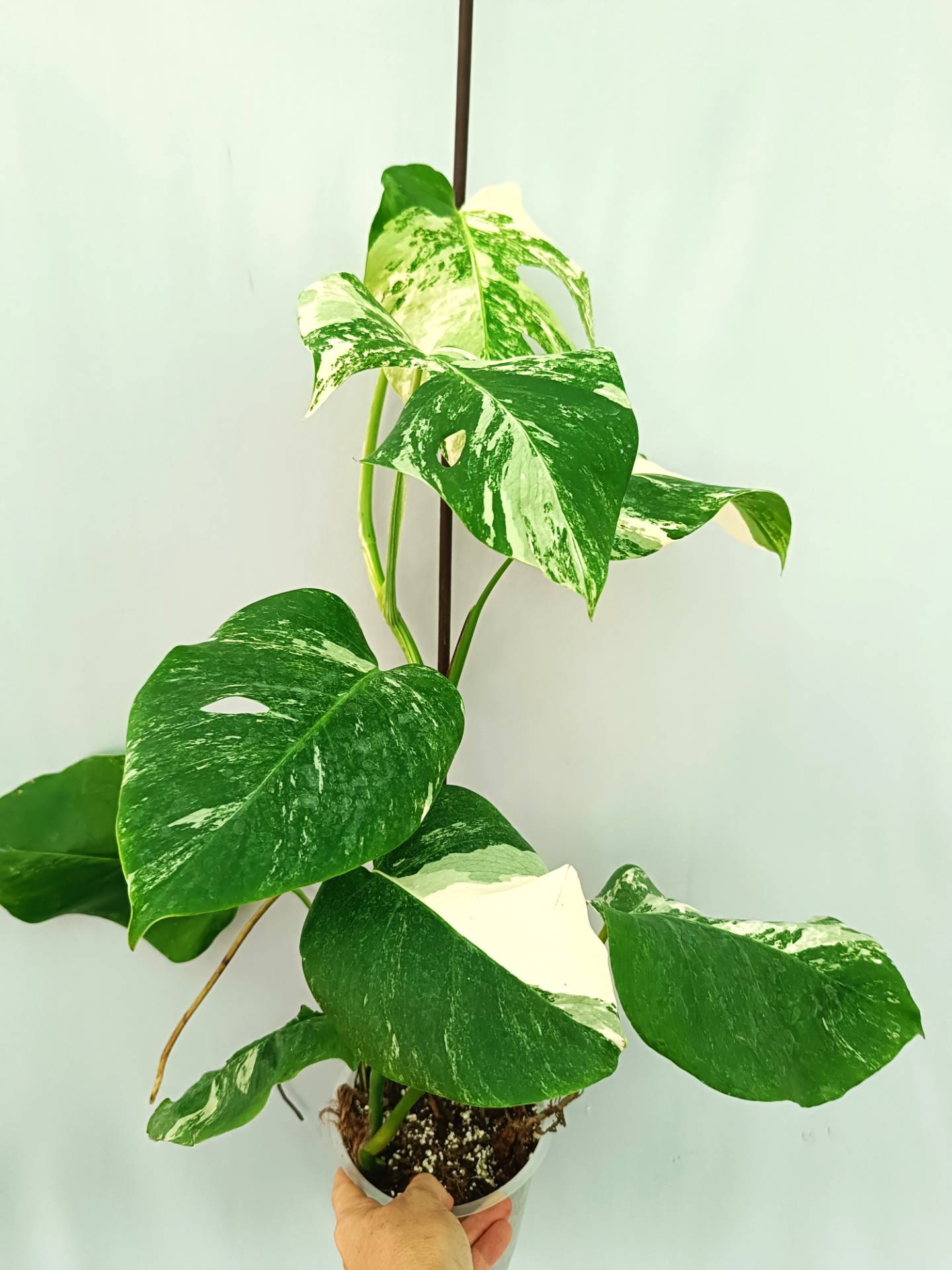 Monstera albo variegata 