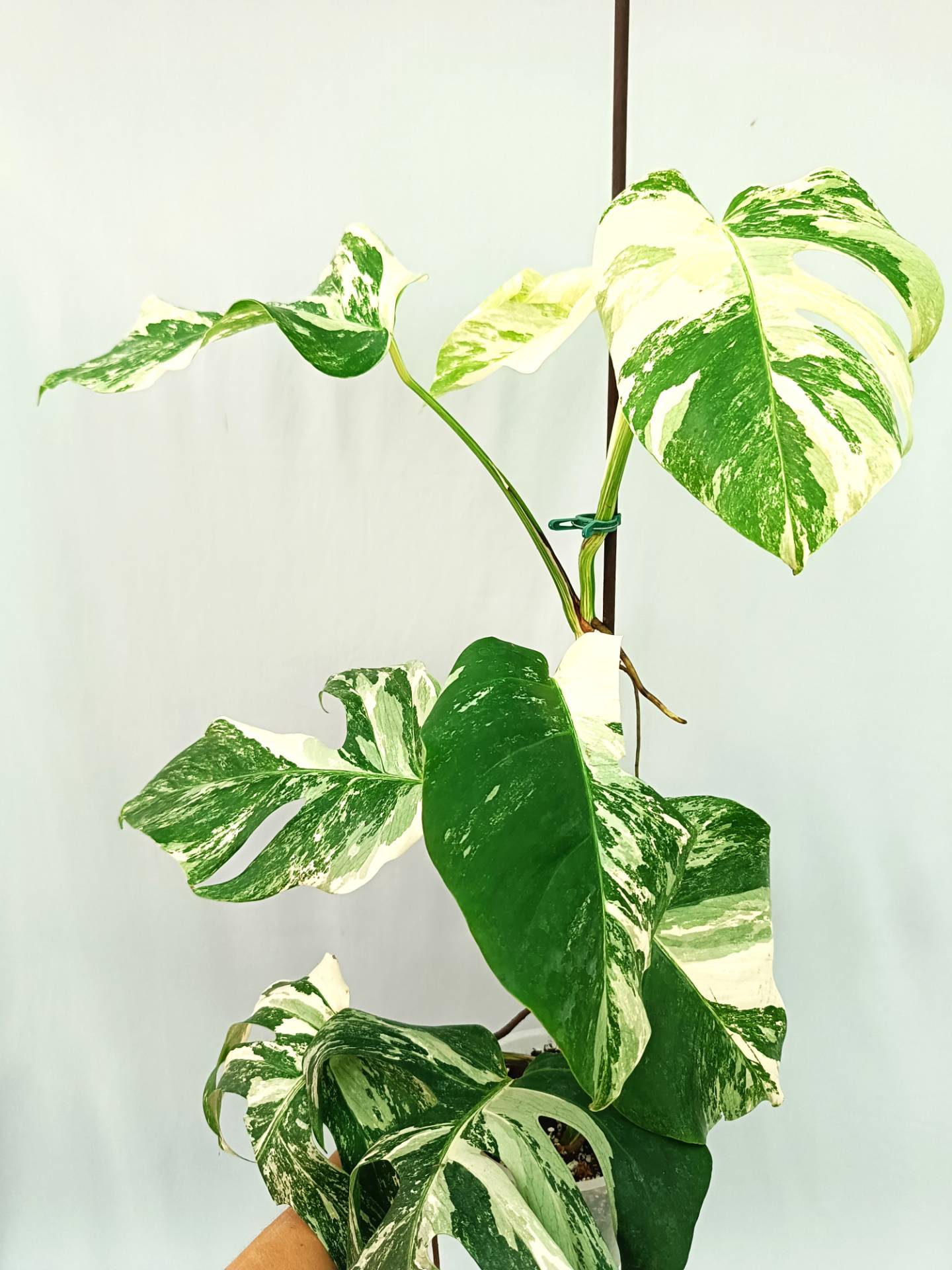 Monstera albo variegata 