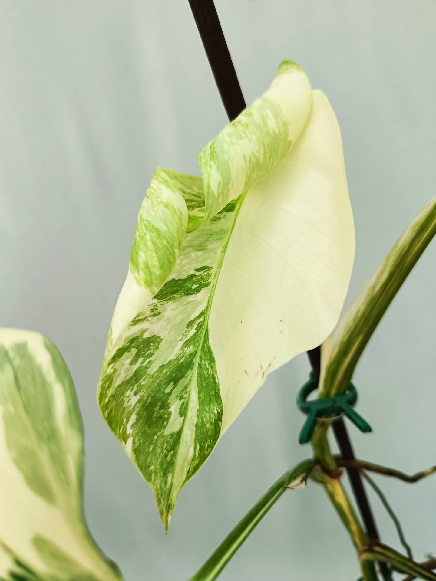 Monstera albo variegata 