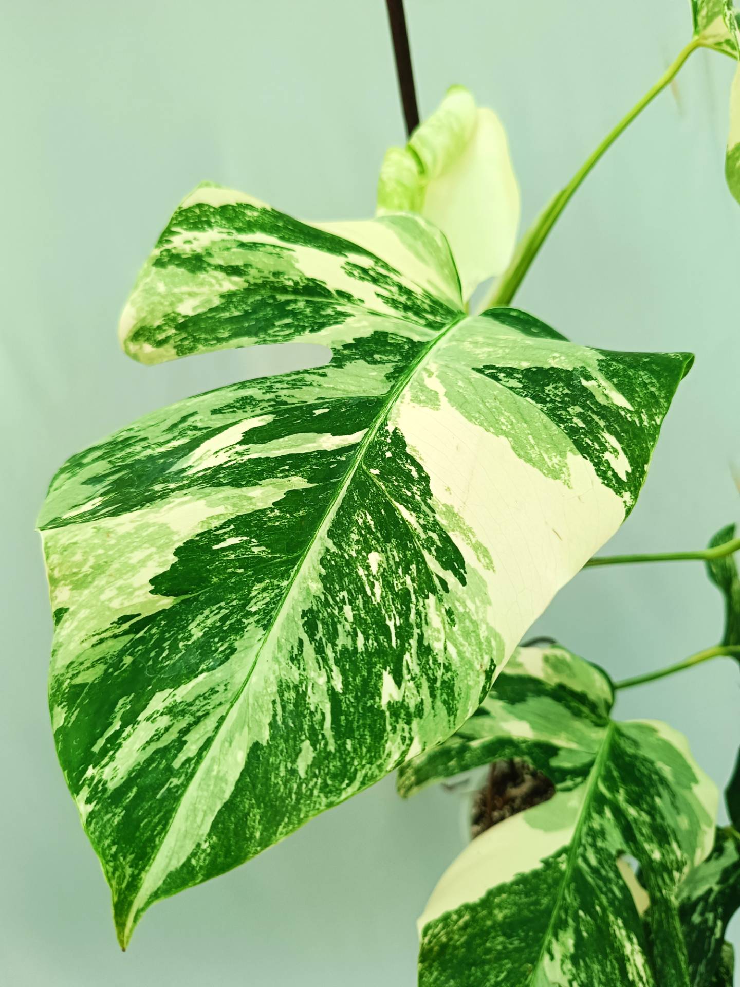 Monstera albo variegata 