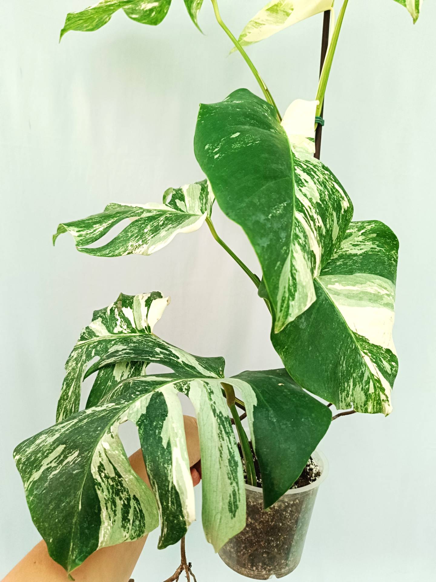 Monstera Albo variegata