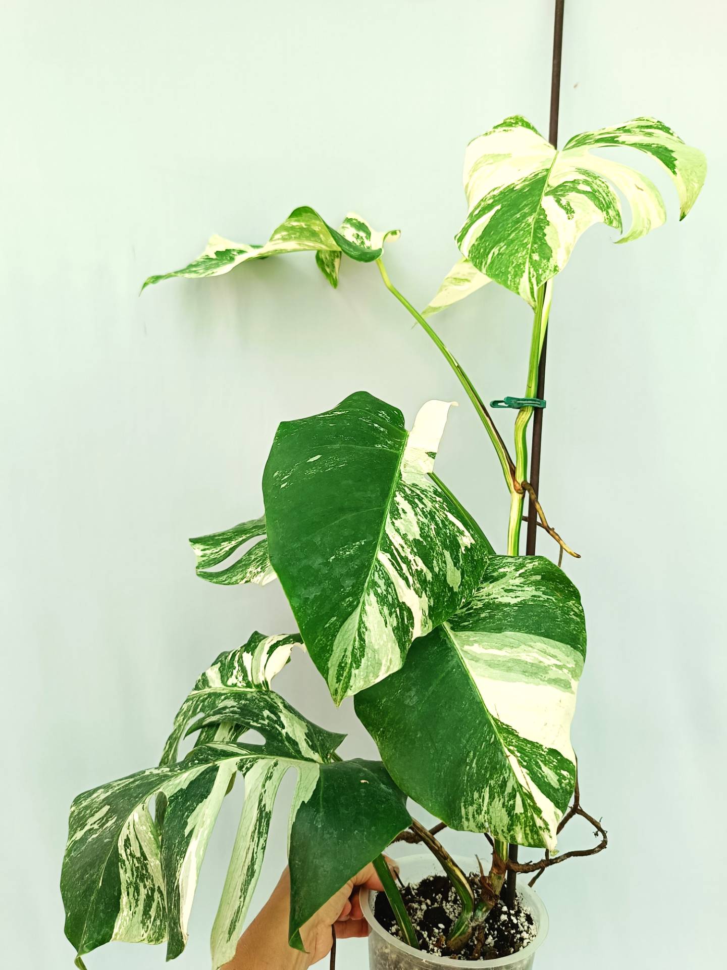 Monstera Albo variegata