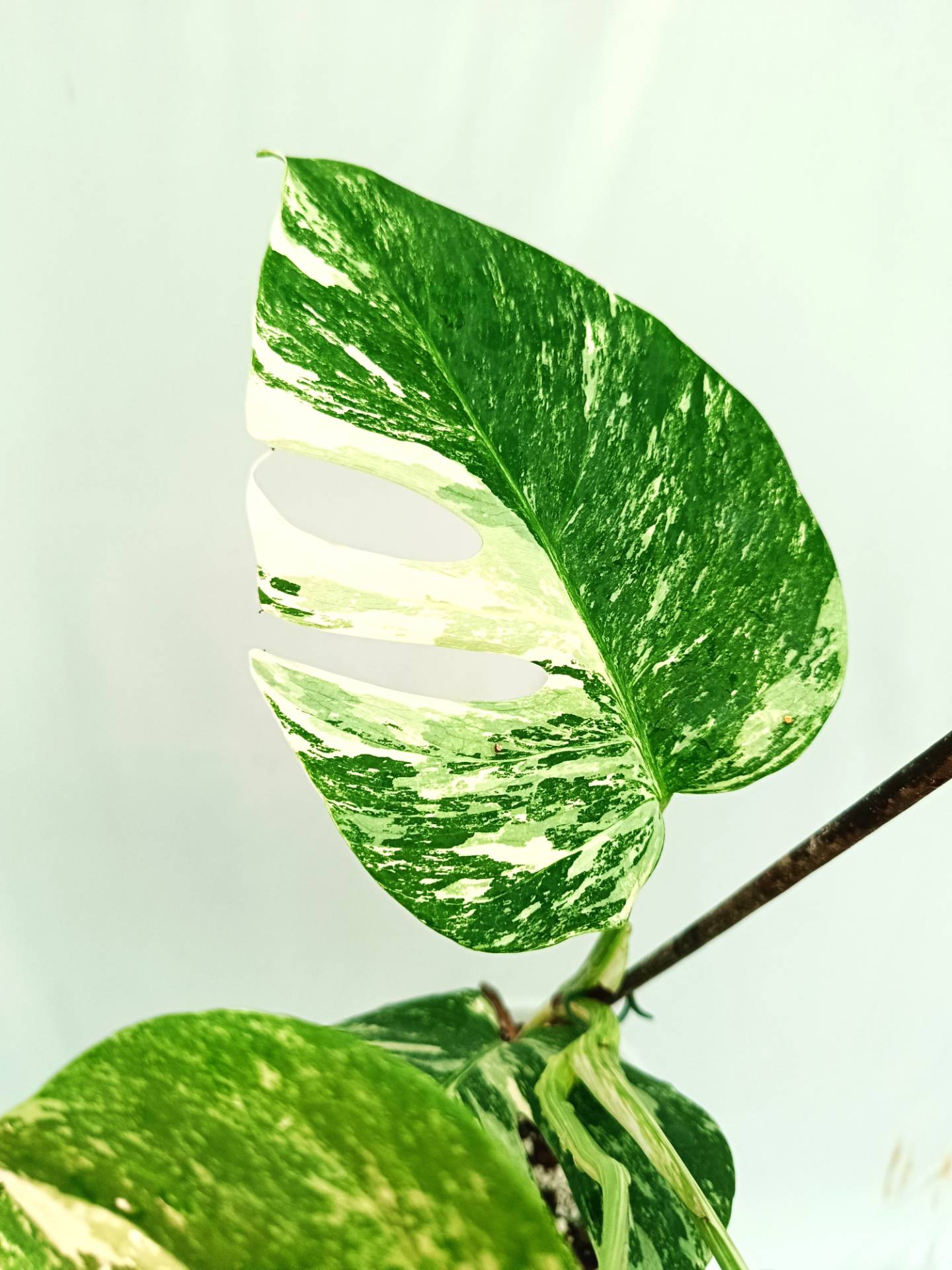 Monstera albo variegata 