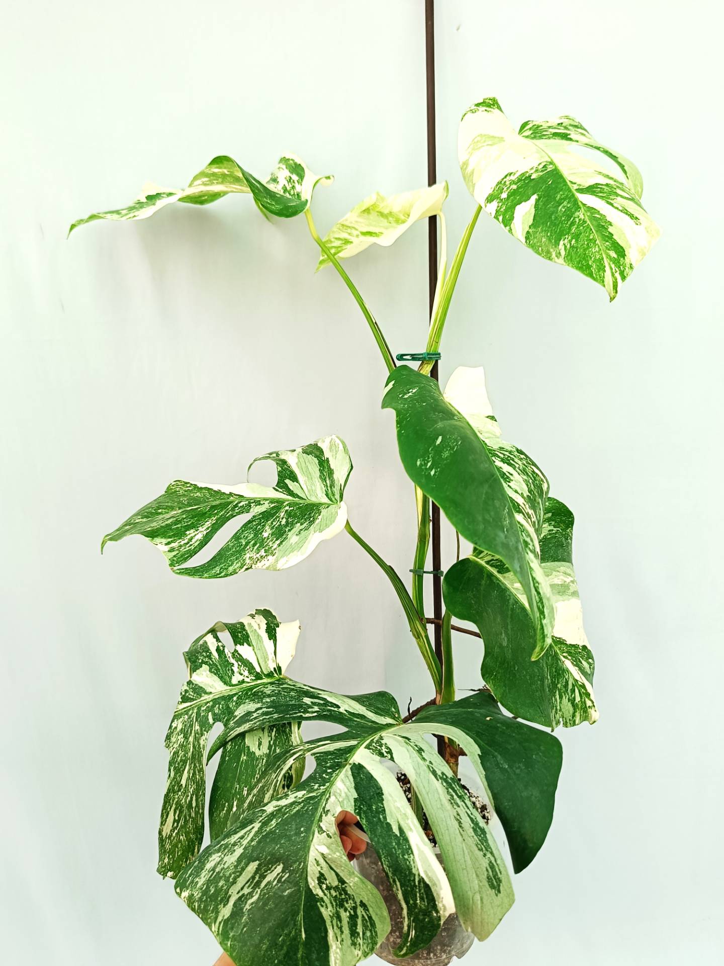 Monstera Albo variegata