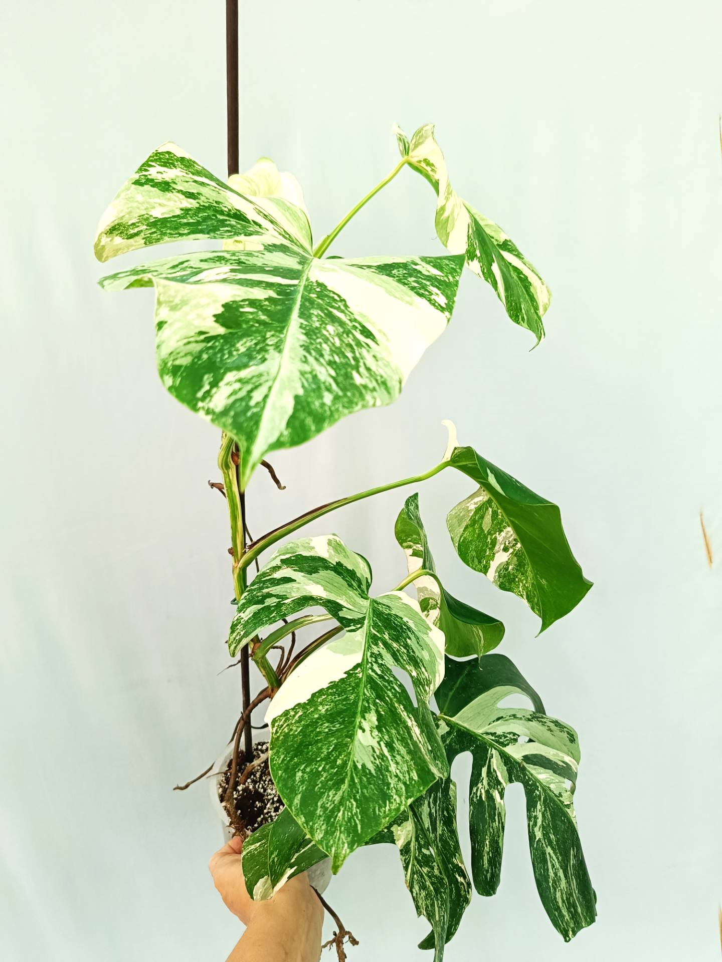 Monstera Albo variegata