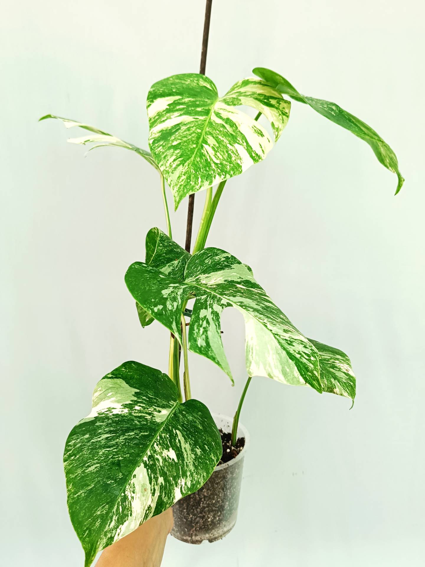 Monstera albo variegata