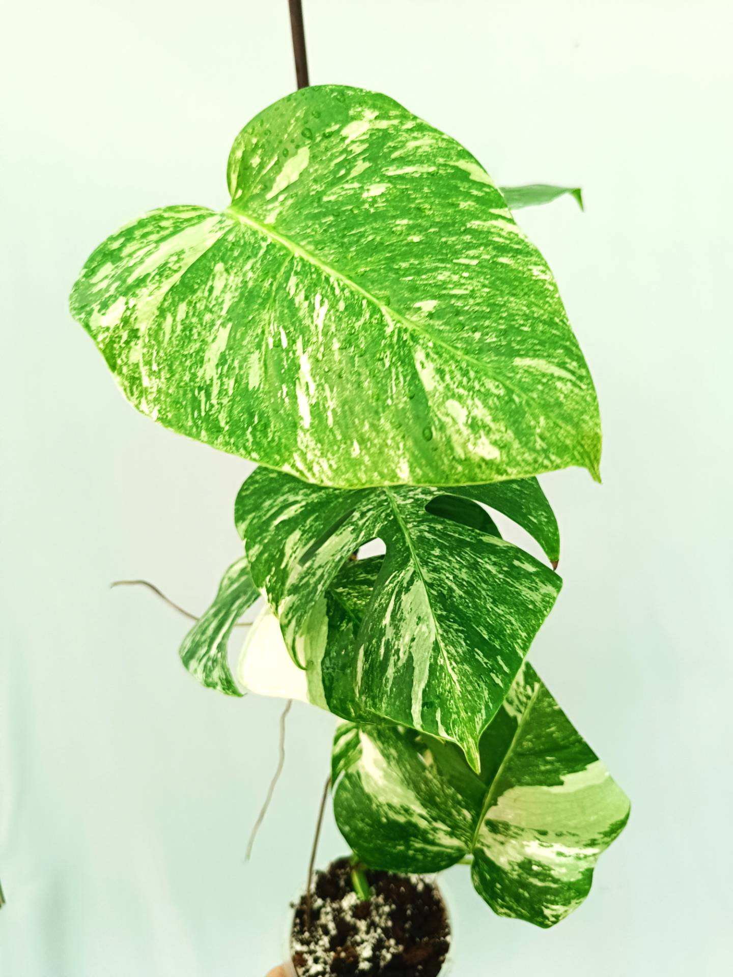 Monstera albo variegata