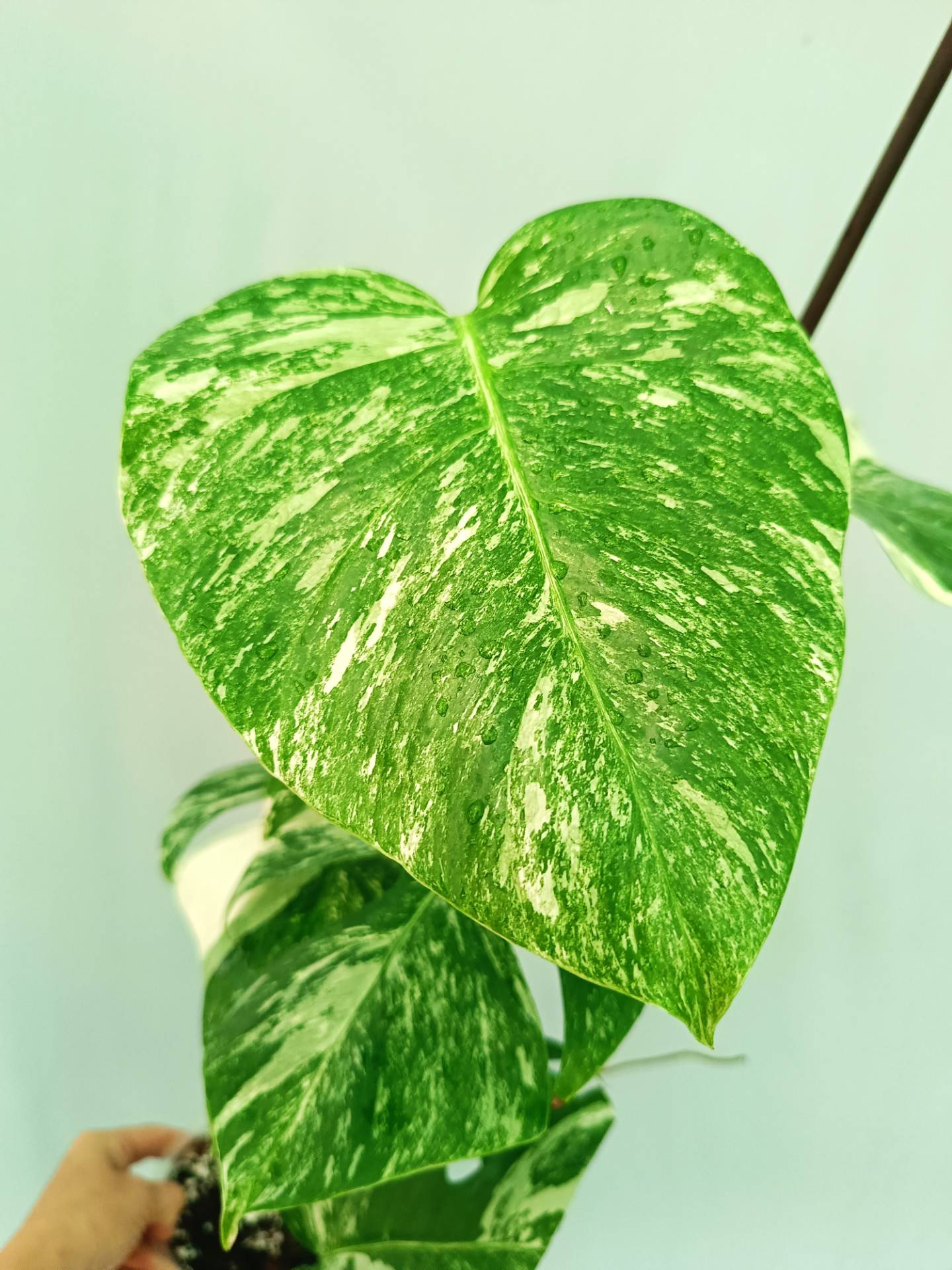 Monstera albo variegata