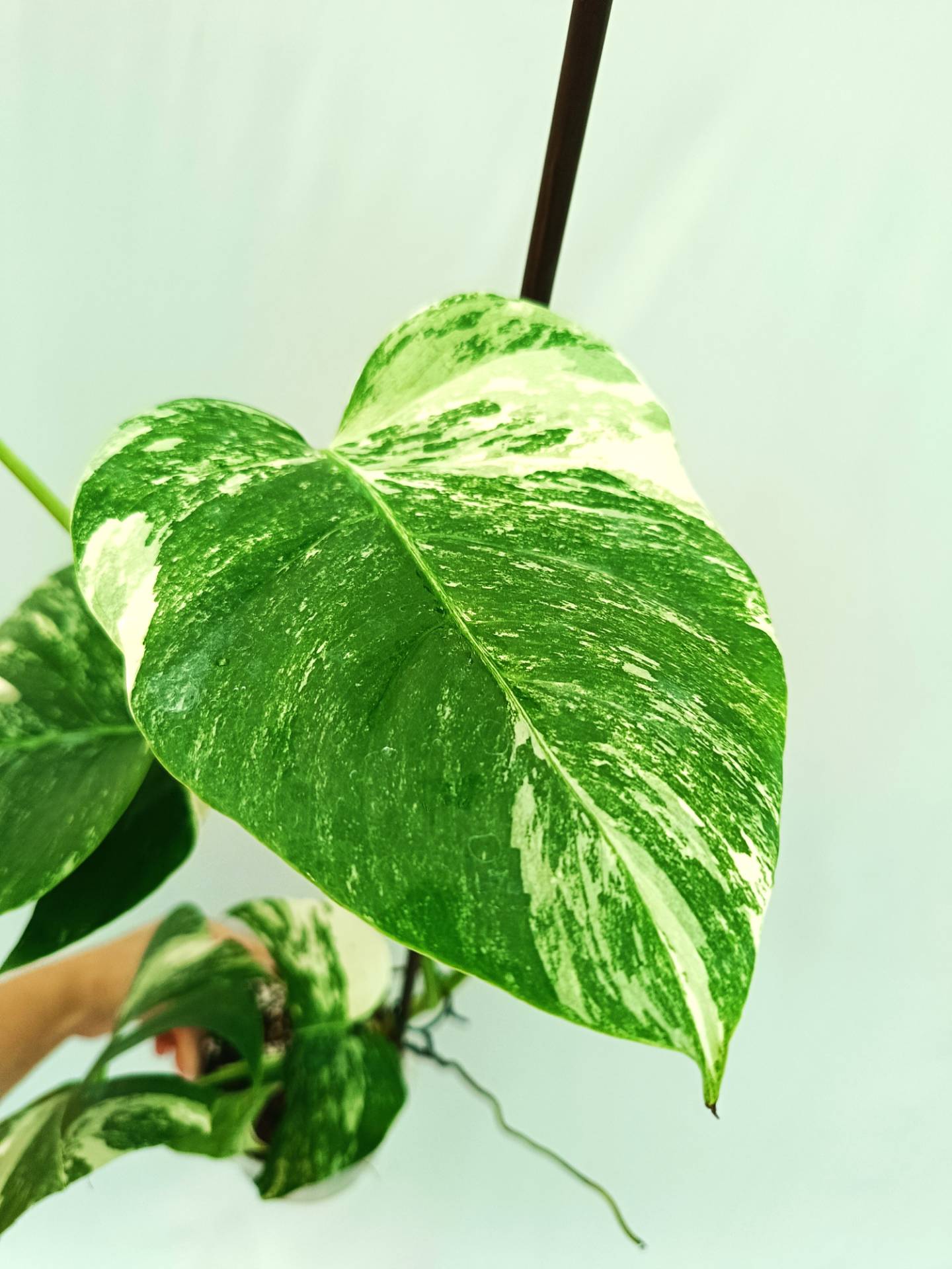 Monstera albo variegata