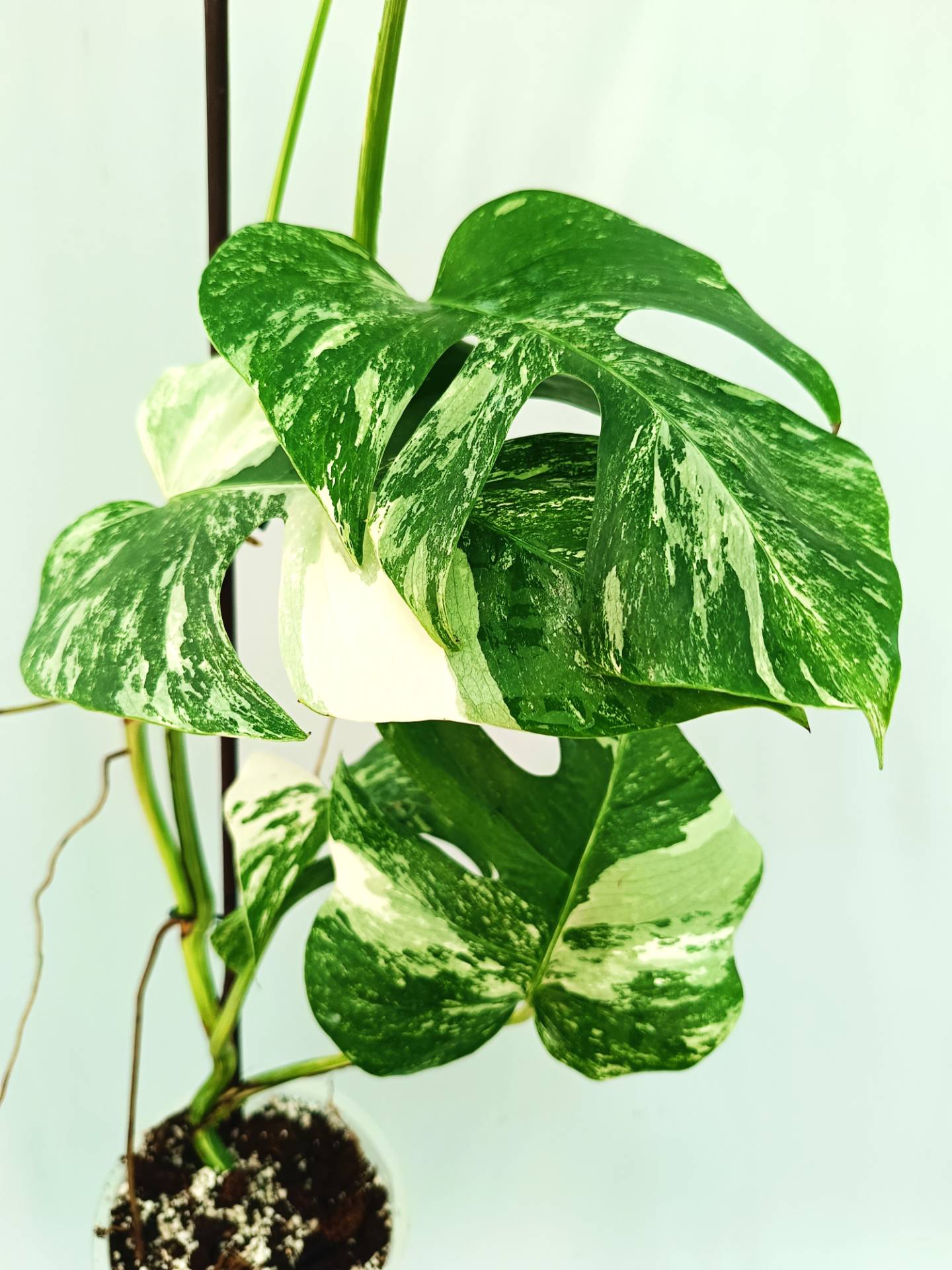 Monstera albo variegata