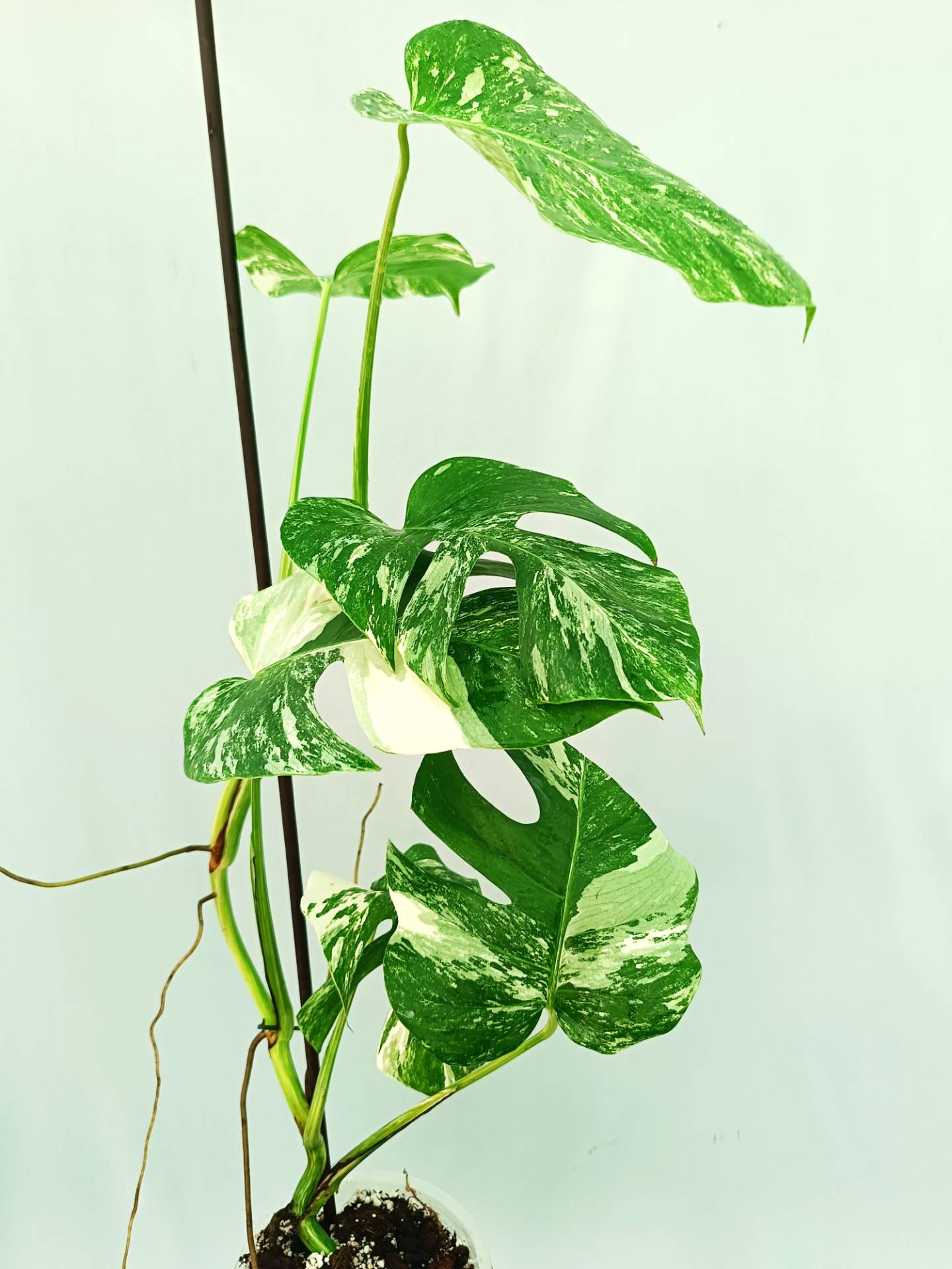 Monstera albo variegata