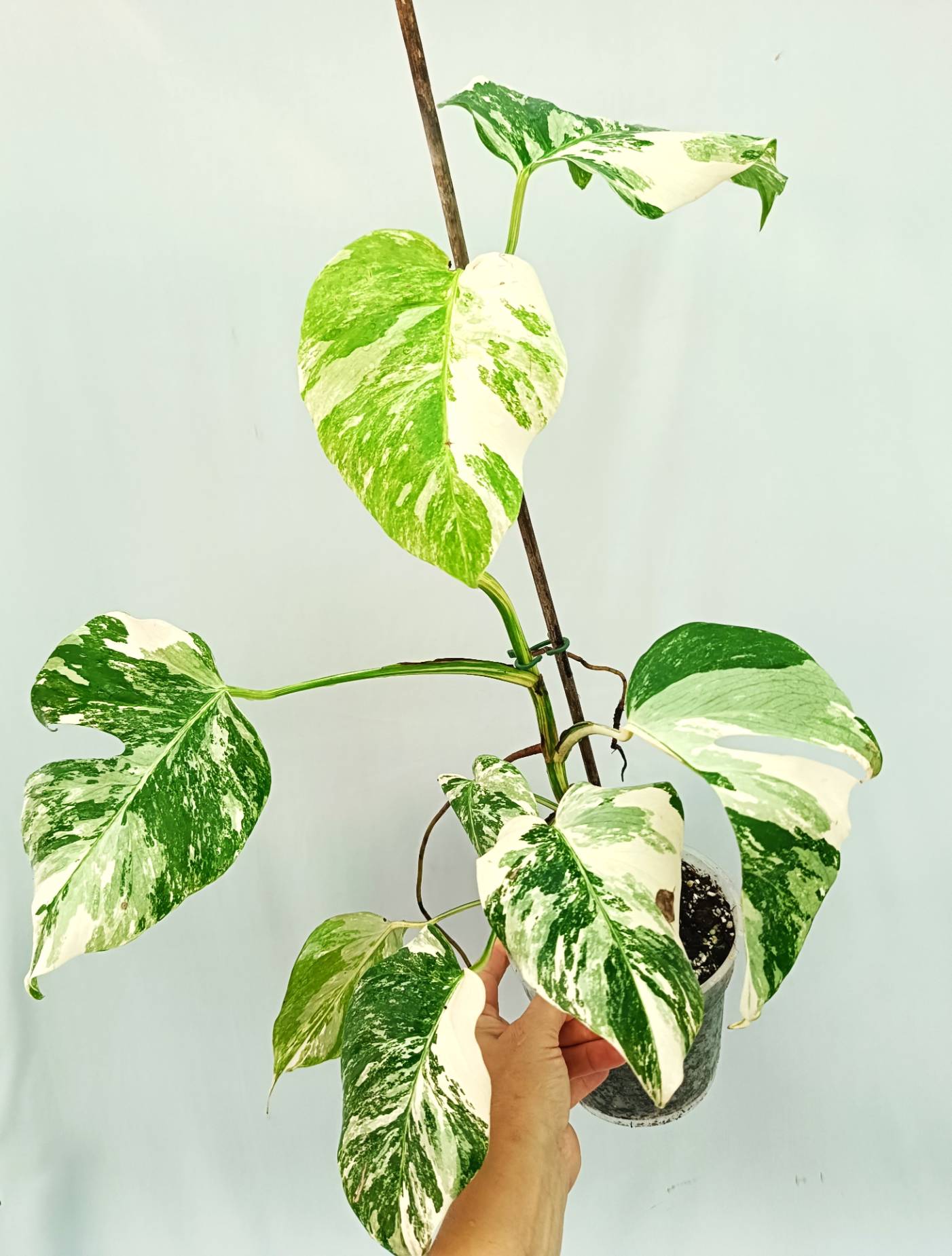 Monstera albo variegata EXTRA WHITE
