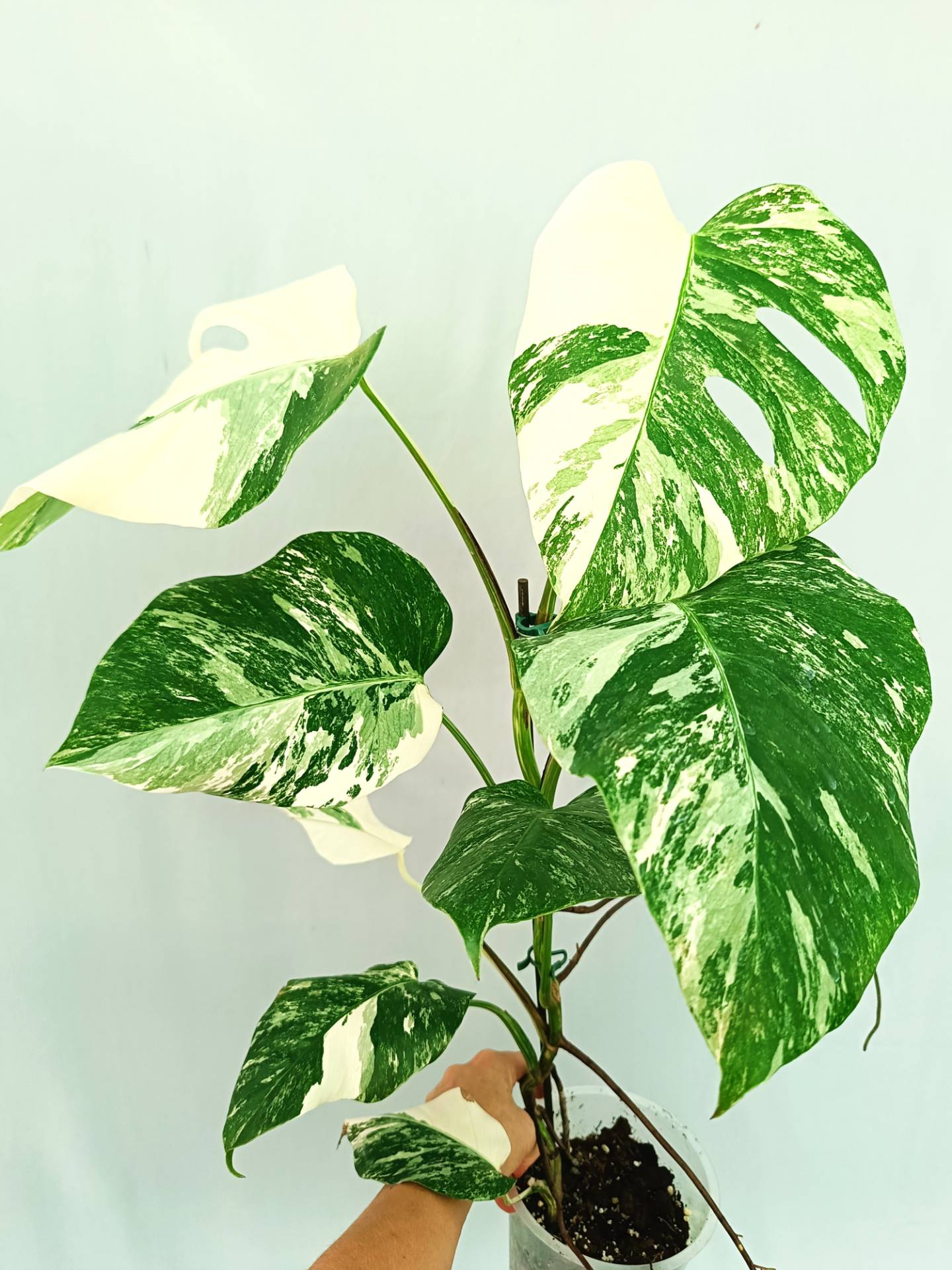 Monstera albo variegata EXTRA WHITE