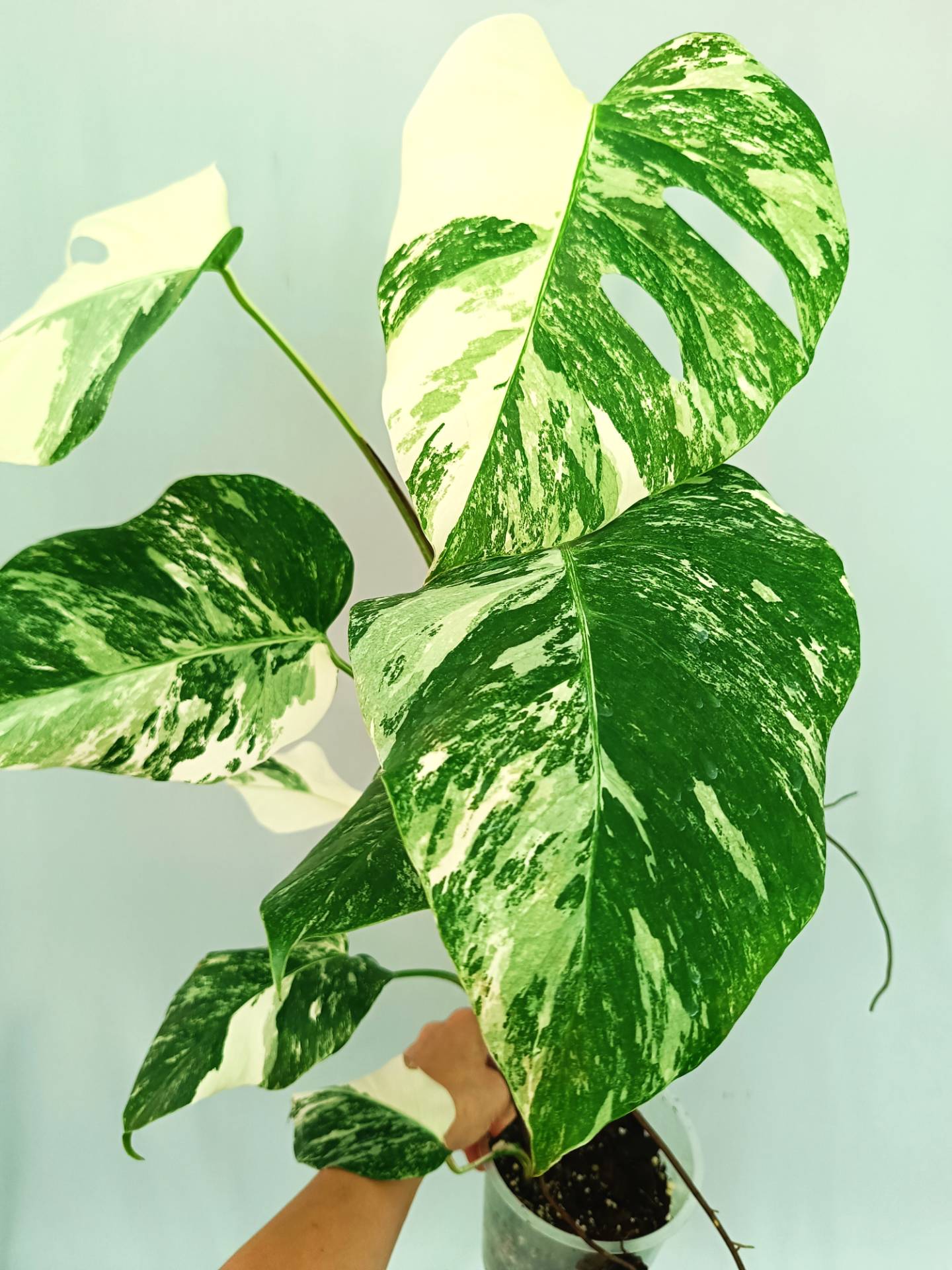 Monstera albo variegata EXTRA WHITE