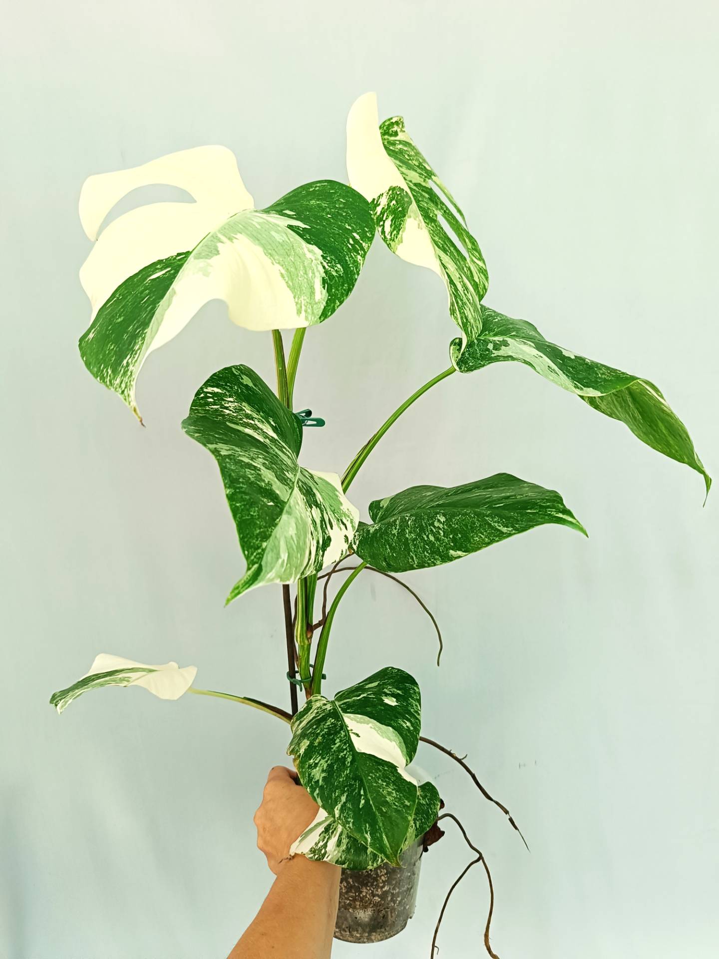 Monstera albo variegata EXTRA WHITE