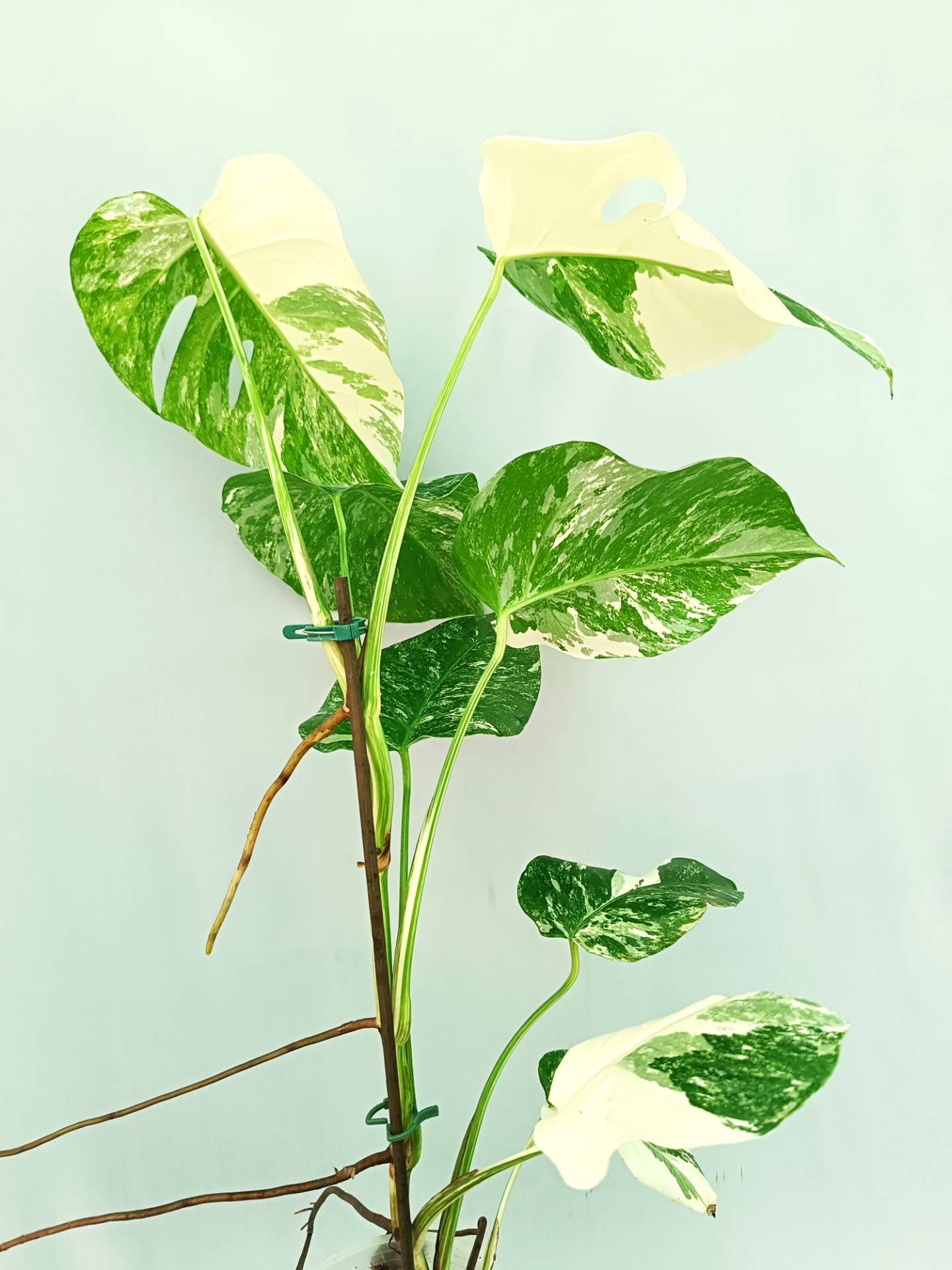 Monstera albo variegata EXTRA WHITE