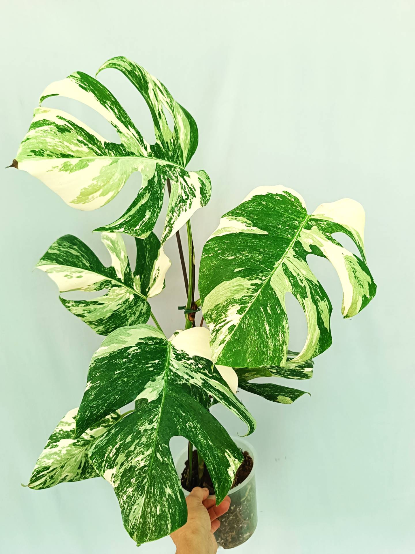 Monstera albo variegata EXTRA WHITE