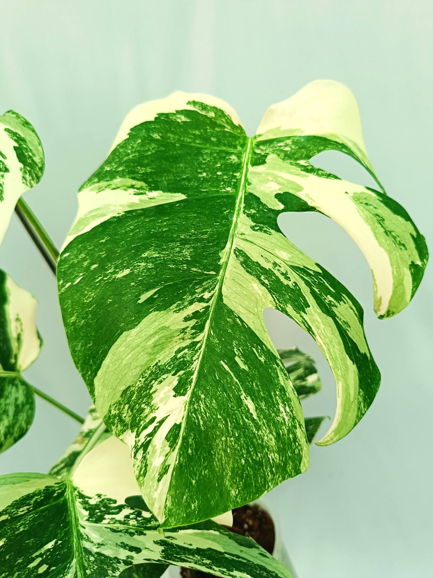 Monstera albo variegata EXTRA WHITE
