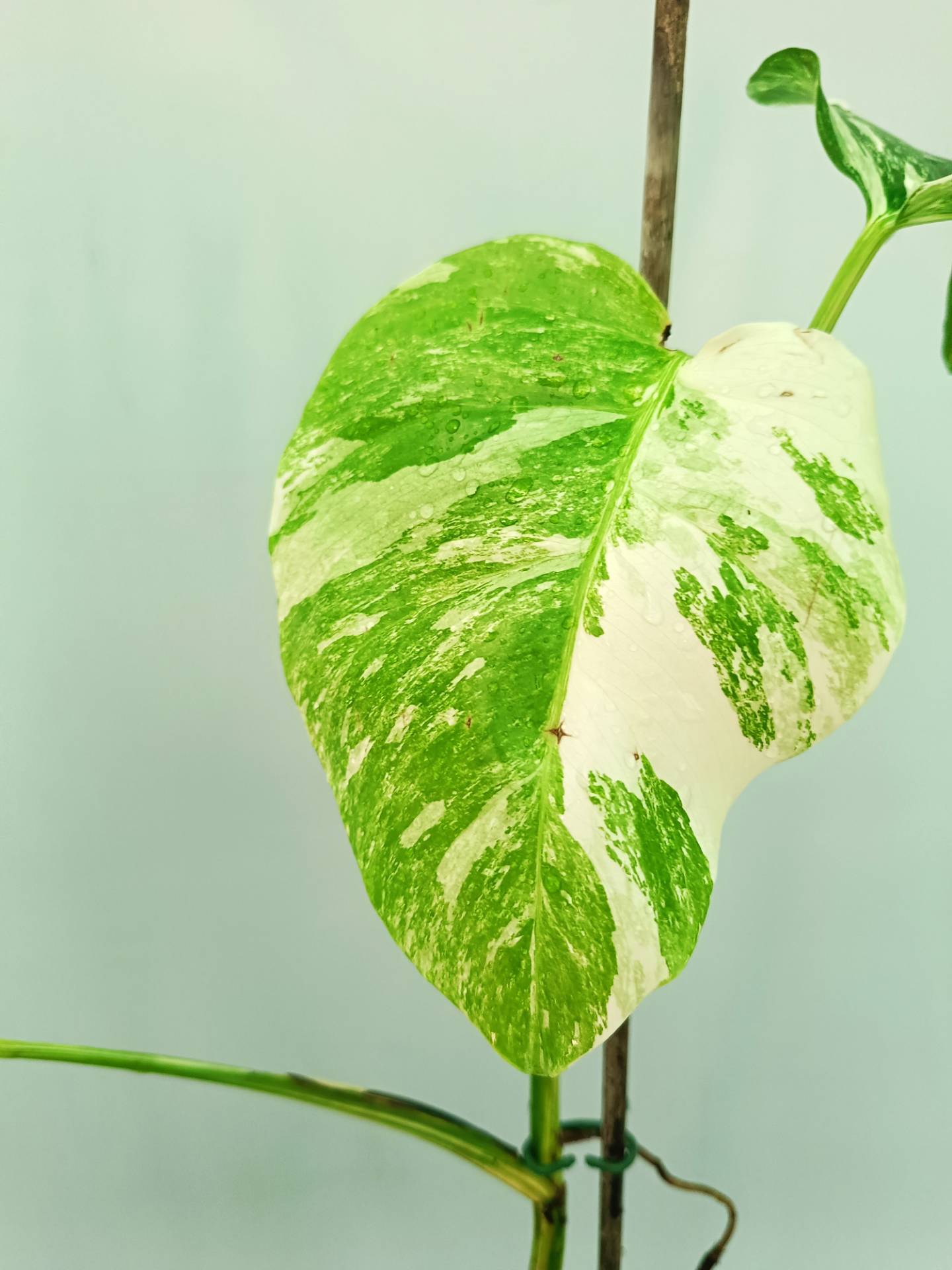 Monstera albo variegata EXTRA WHITE