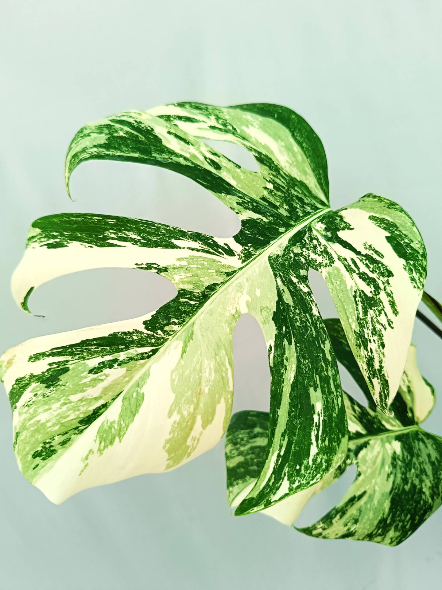 Monstera albo variegata EXTRA WHITE