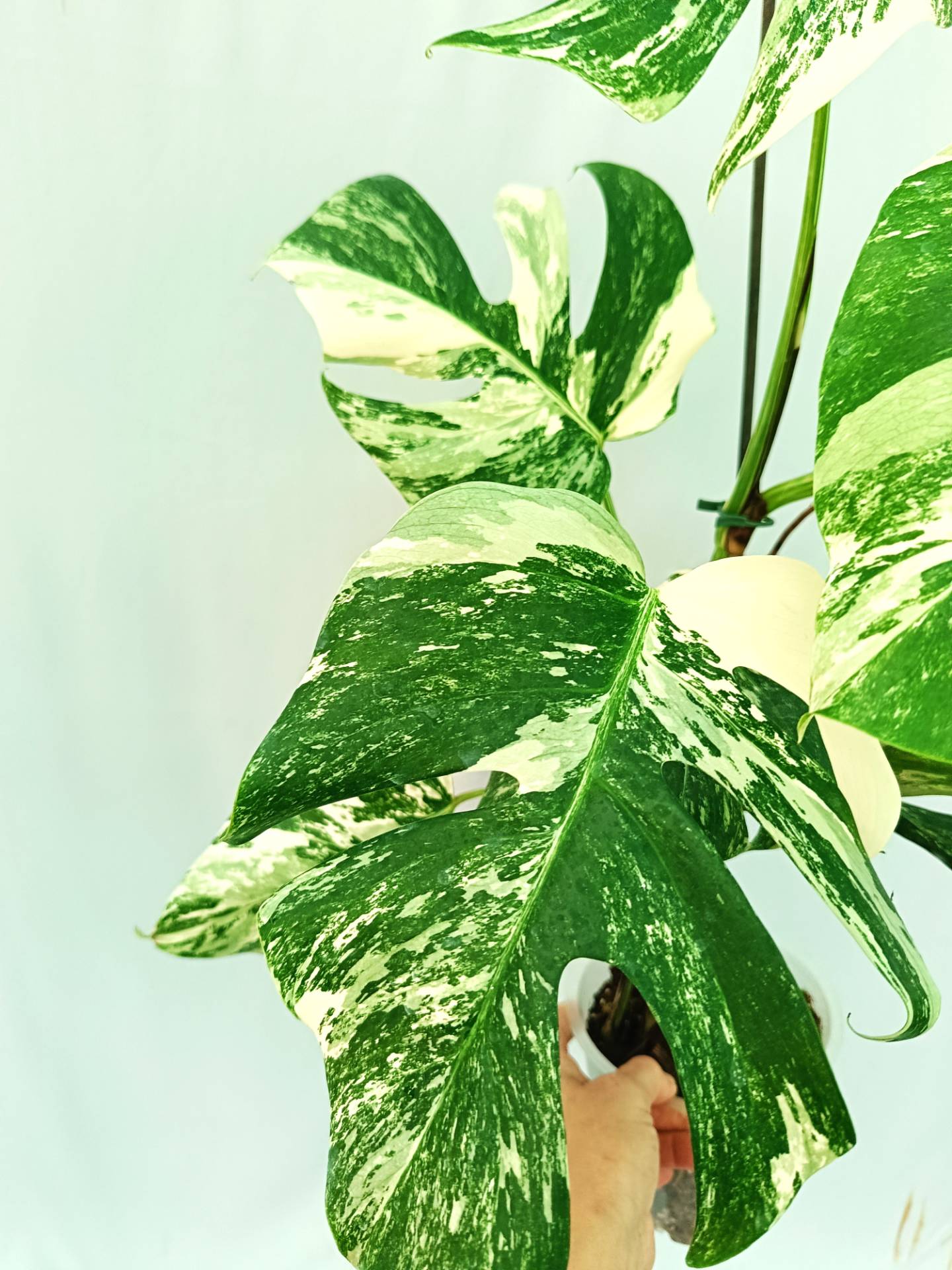  Monstera albo variegata Extra White