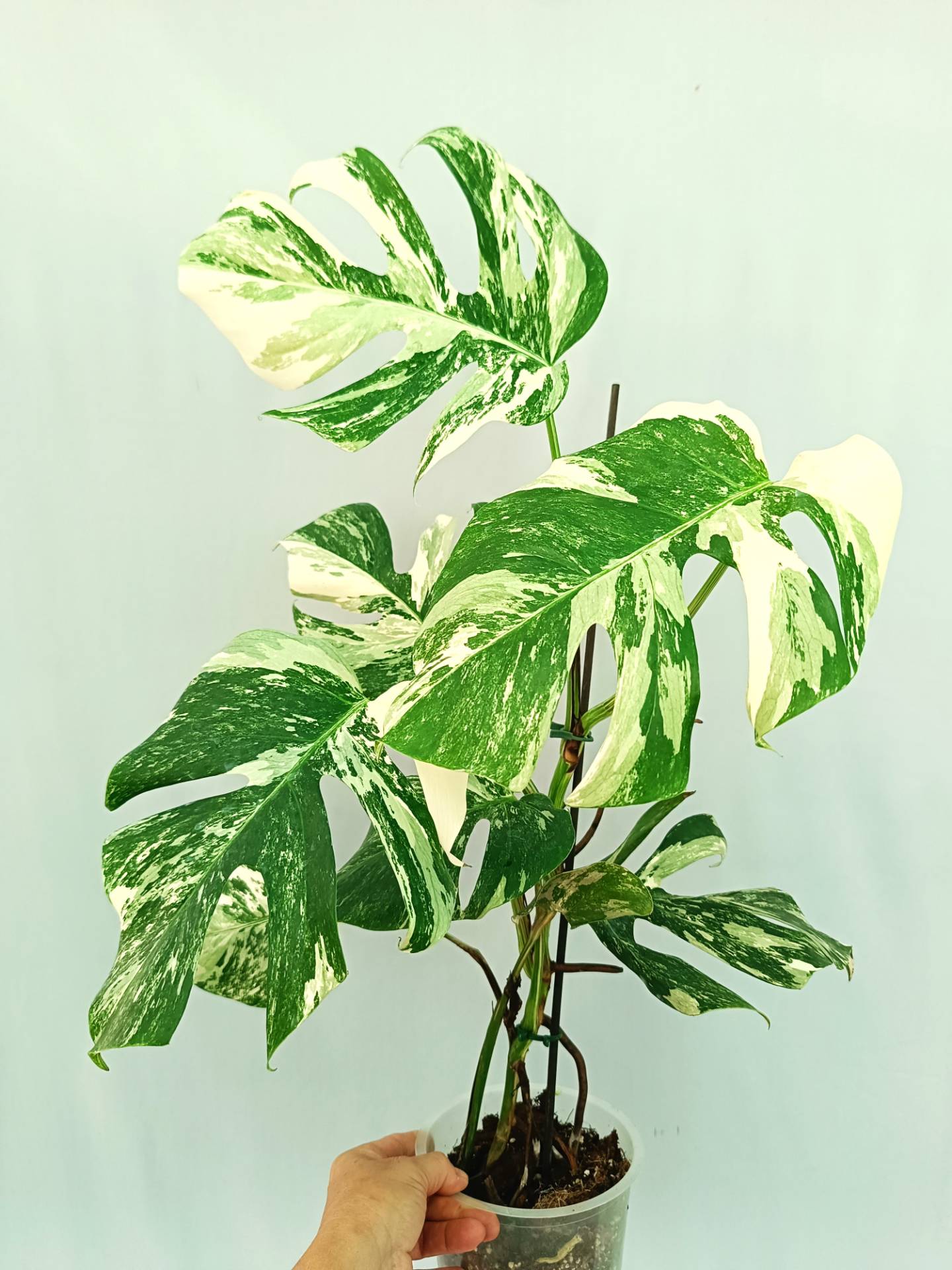  Monstera albo variegata Extra White