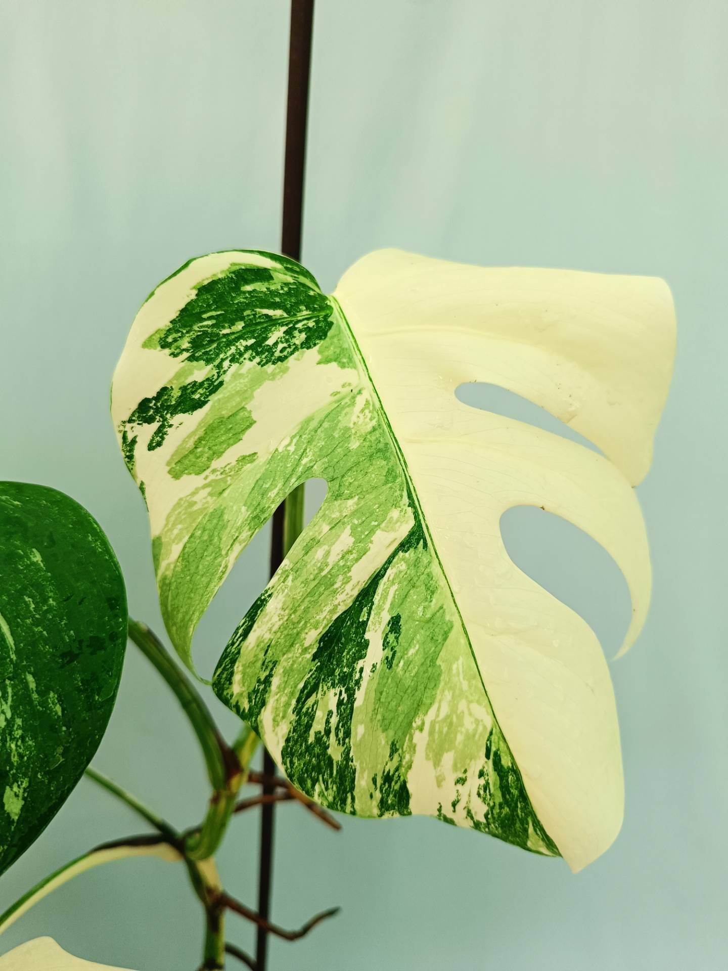Monstera albo variegata EXTRA WHITE